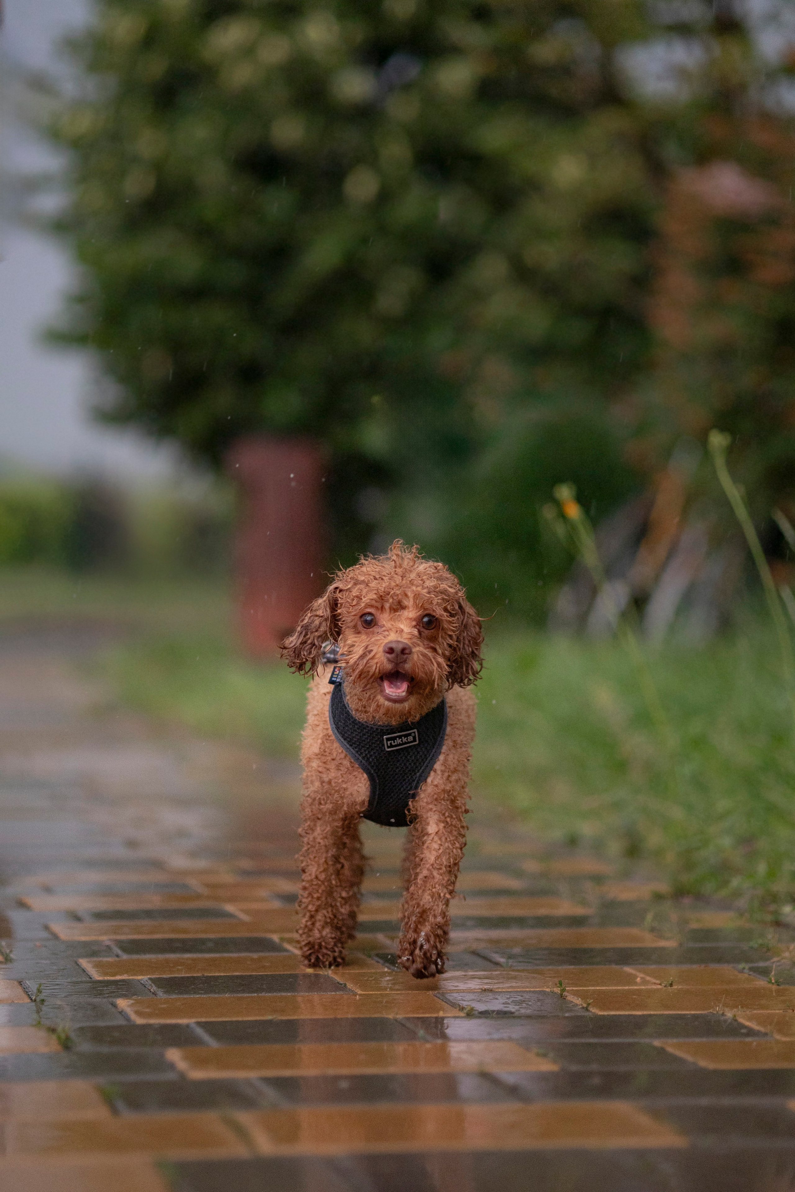Съемка с собакой. Анастасия Белаш