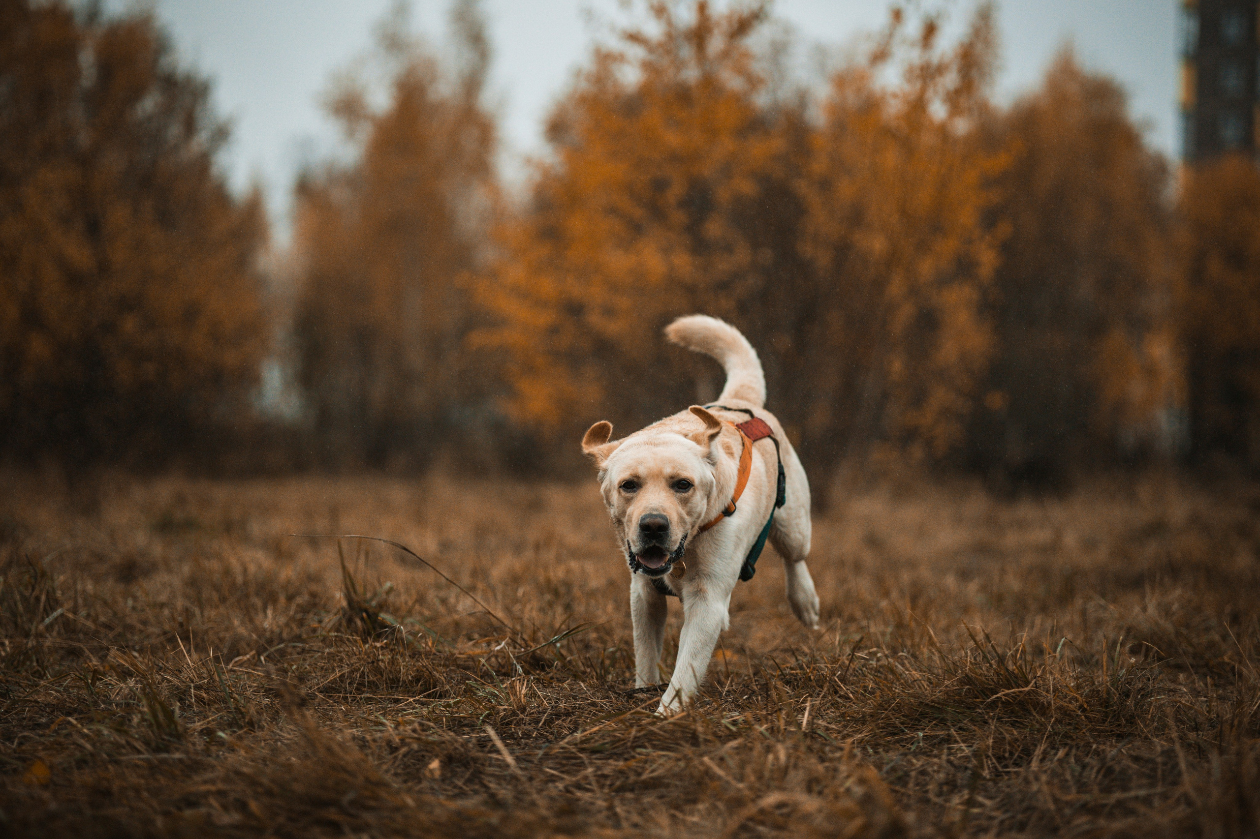 Съемка с собакой. Анастасия Белаш