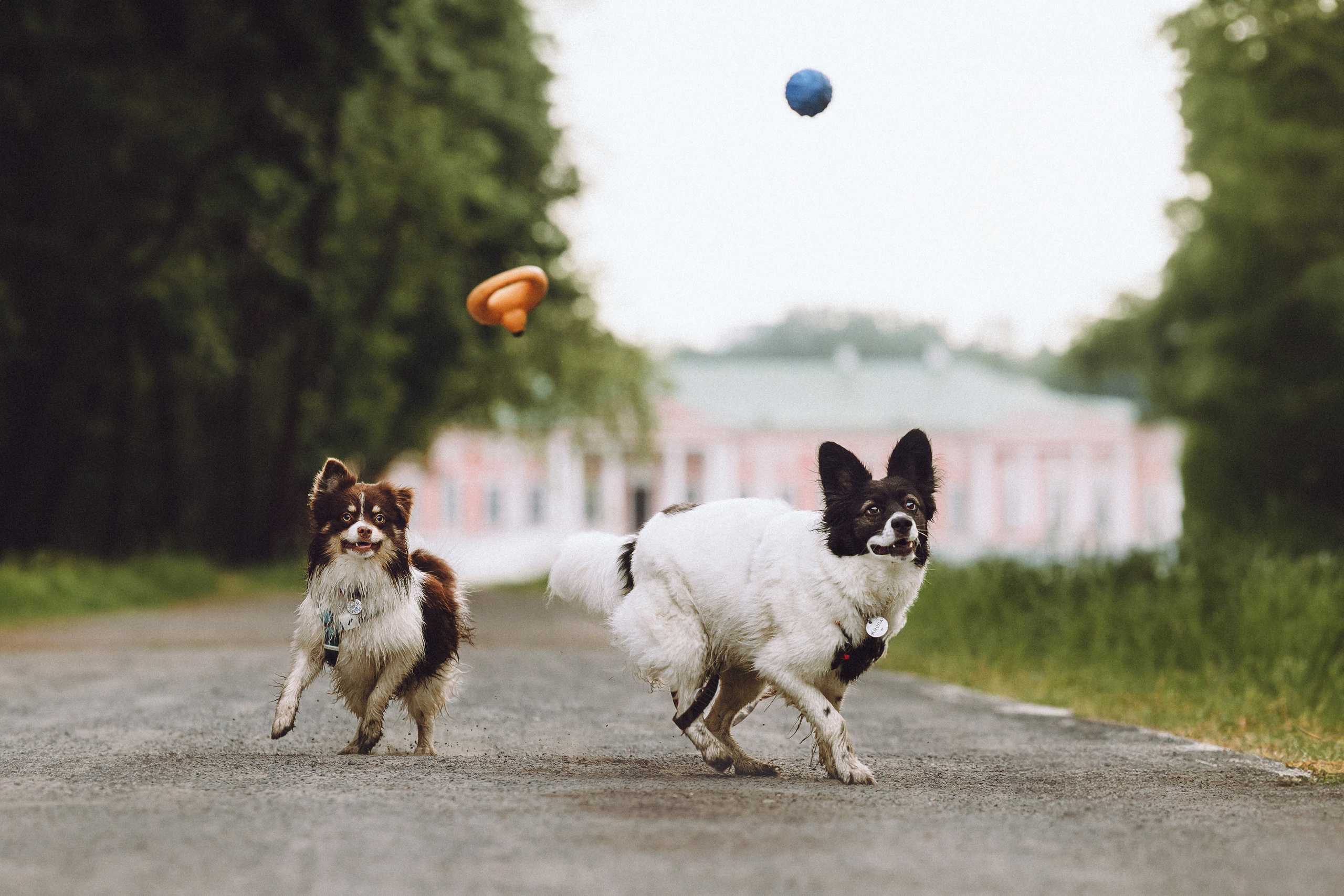 Фифа, Кнопка, Бублик и их семья