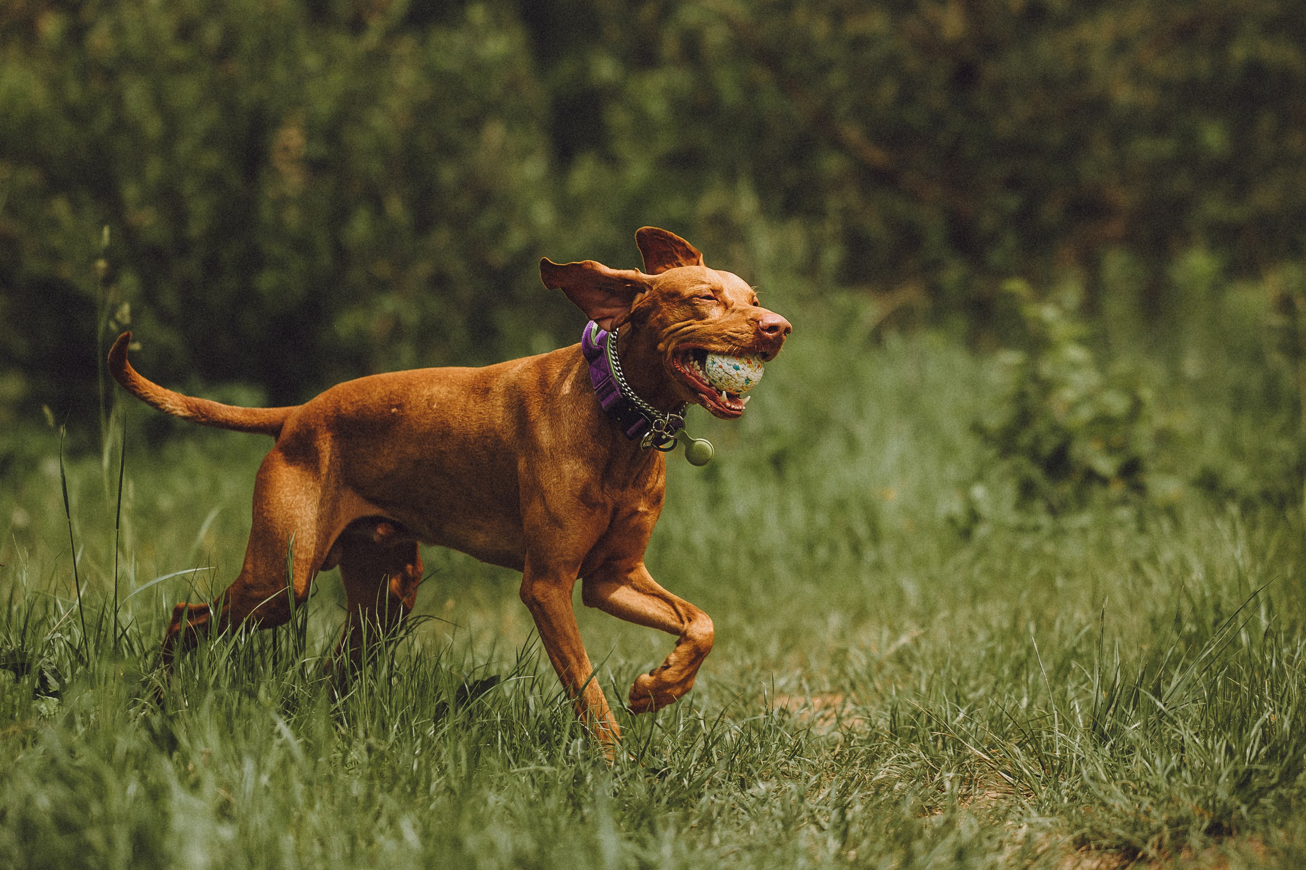 Груша, Данни, Фунтик и их семья
