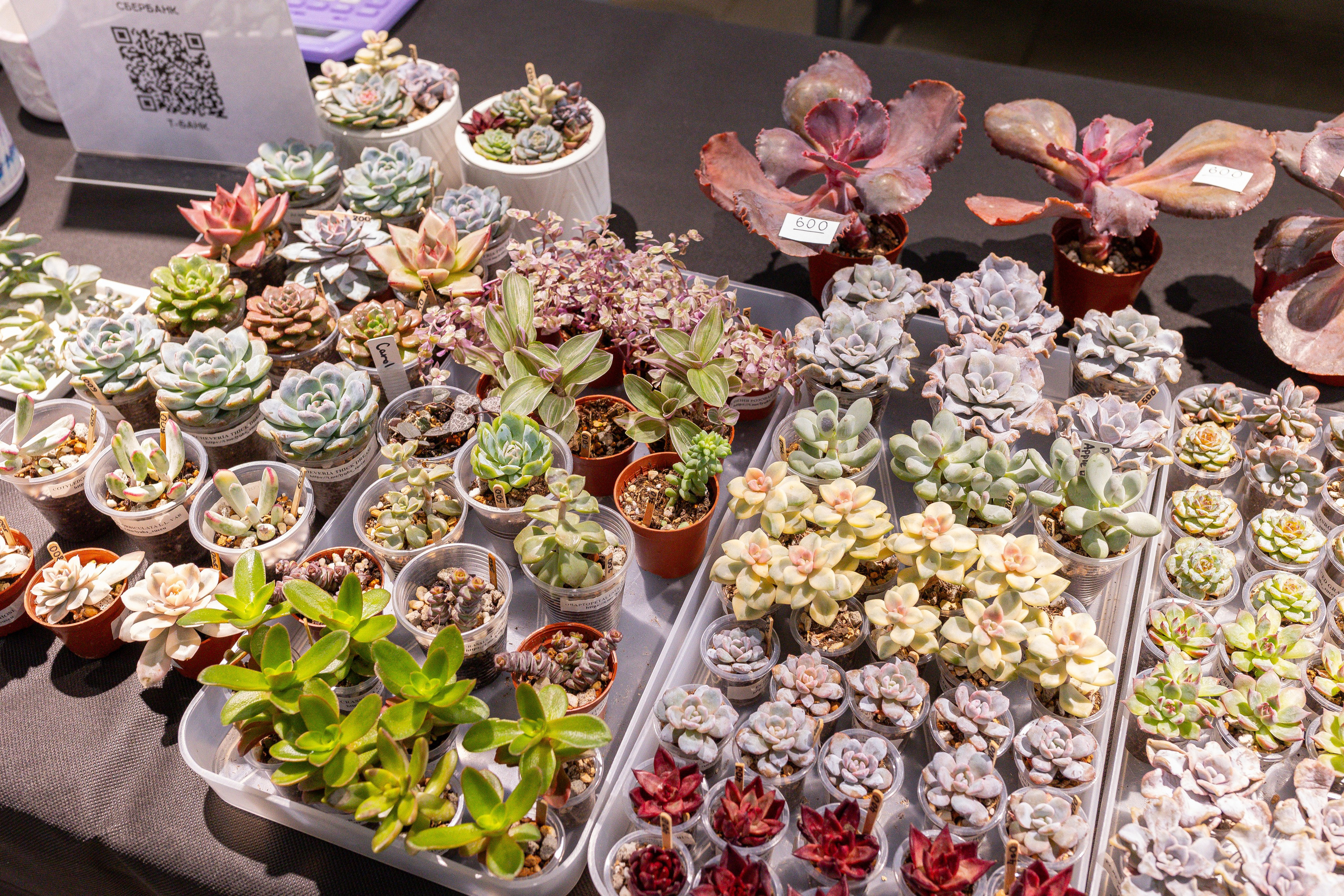 Ярмарка Green Rare 20.09.25. Александра Куликова фотограф, Москва