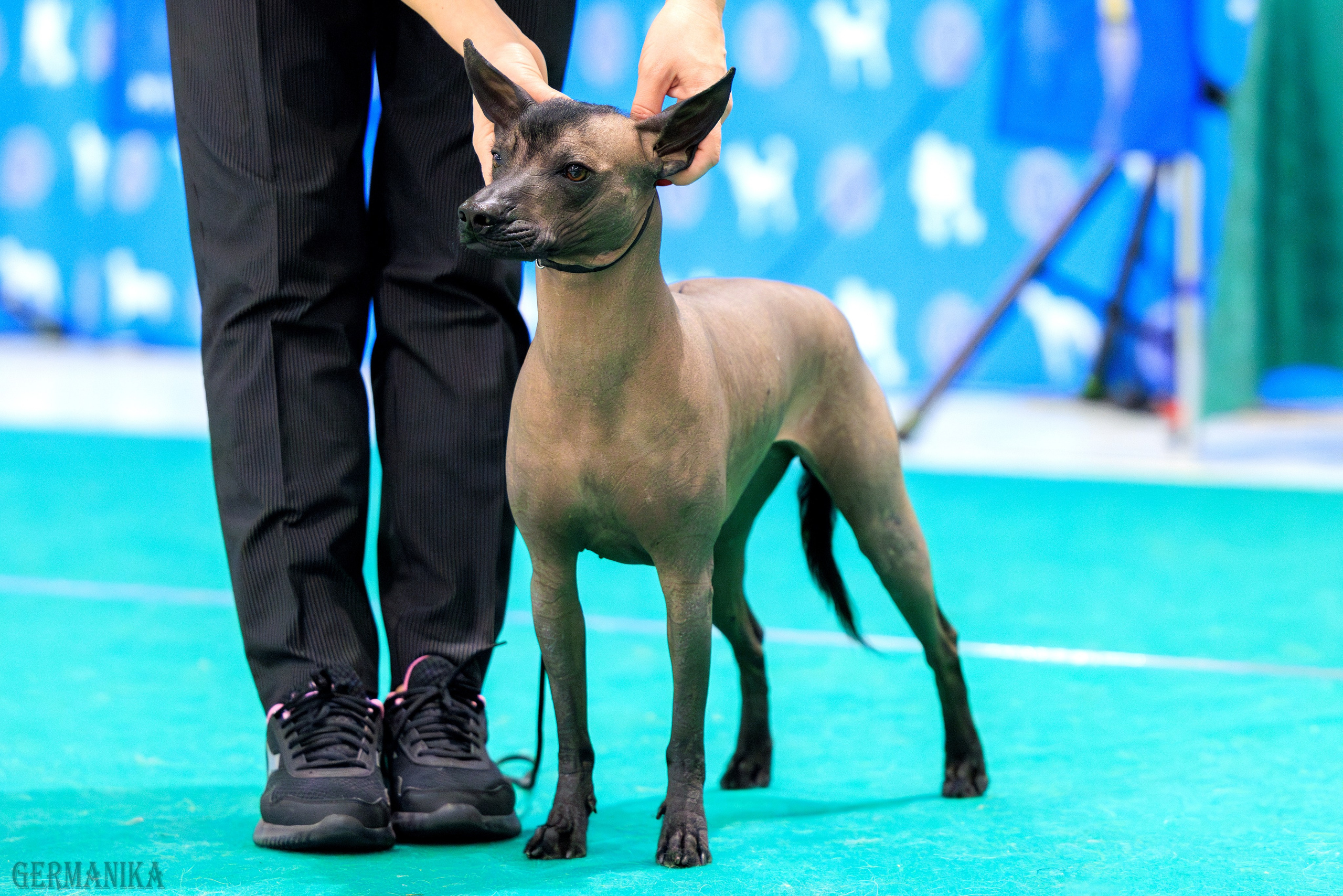 Минск 24-25.02.2024. Фотограф-анималист Юлия Германика