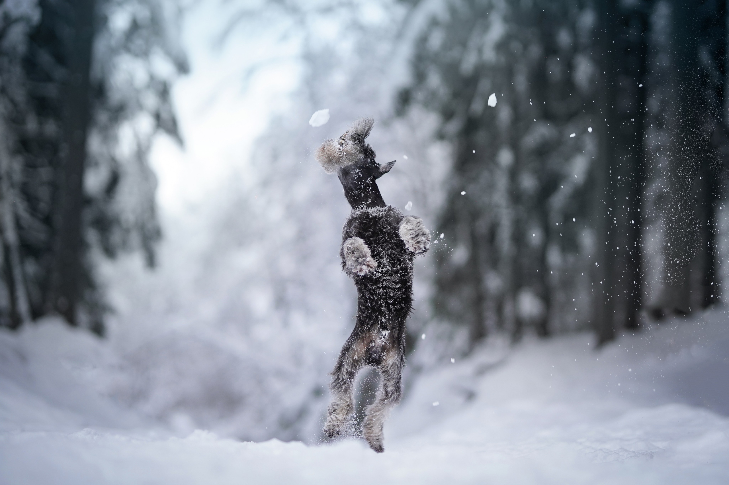 Оля Миша и шнауцеры. Фотограф-анималист в Санкт-Петербурге Яна Мартынова