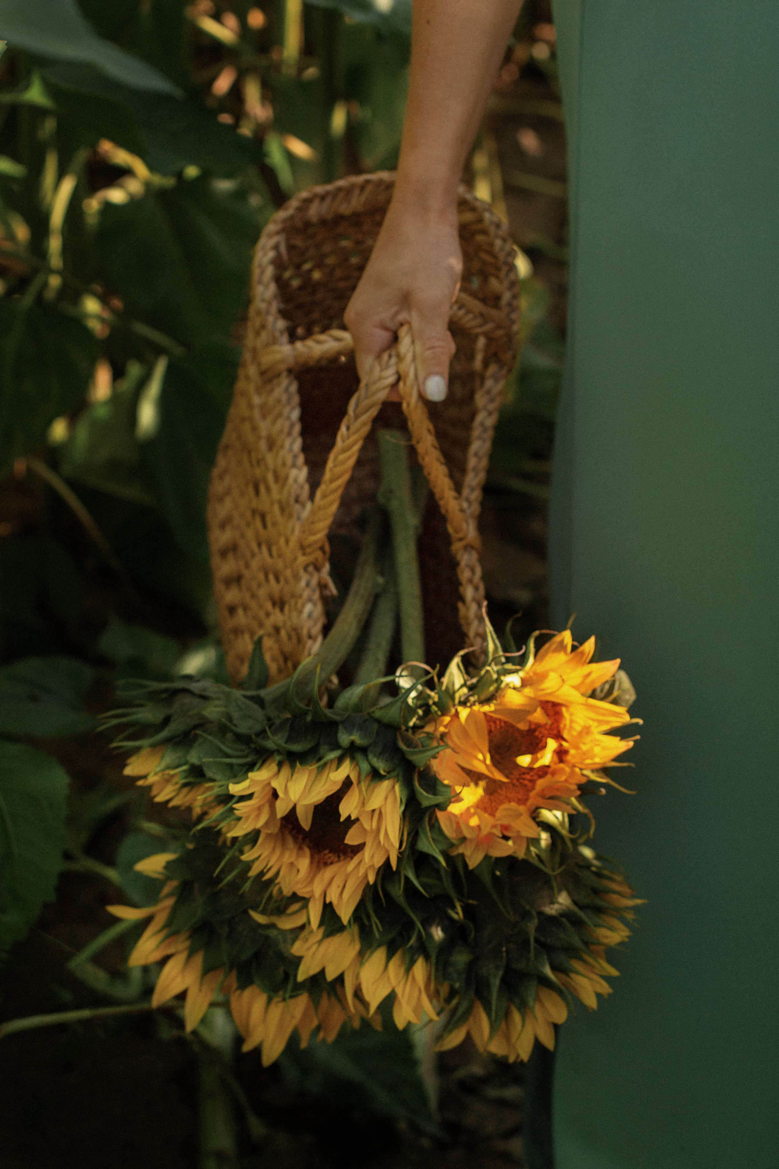 Ксюша, Катя и Полина. Съёмка в подсолнухах. Семейный и детский фотограф в Минске Владыко Татьяна