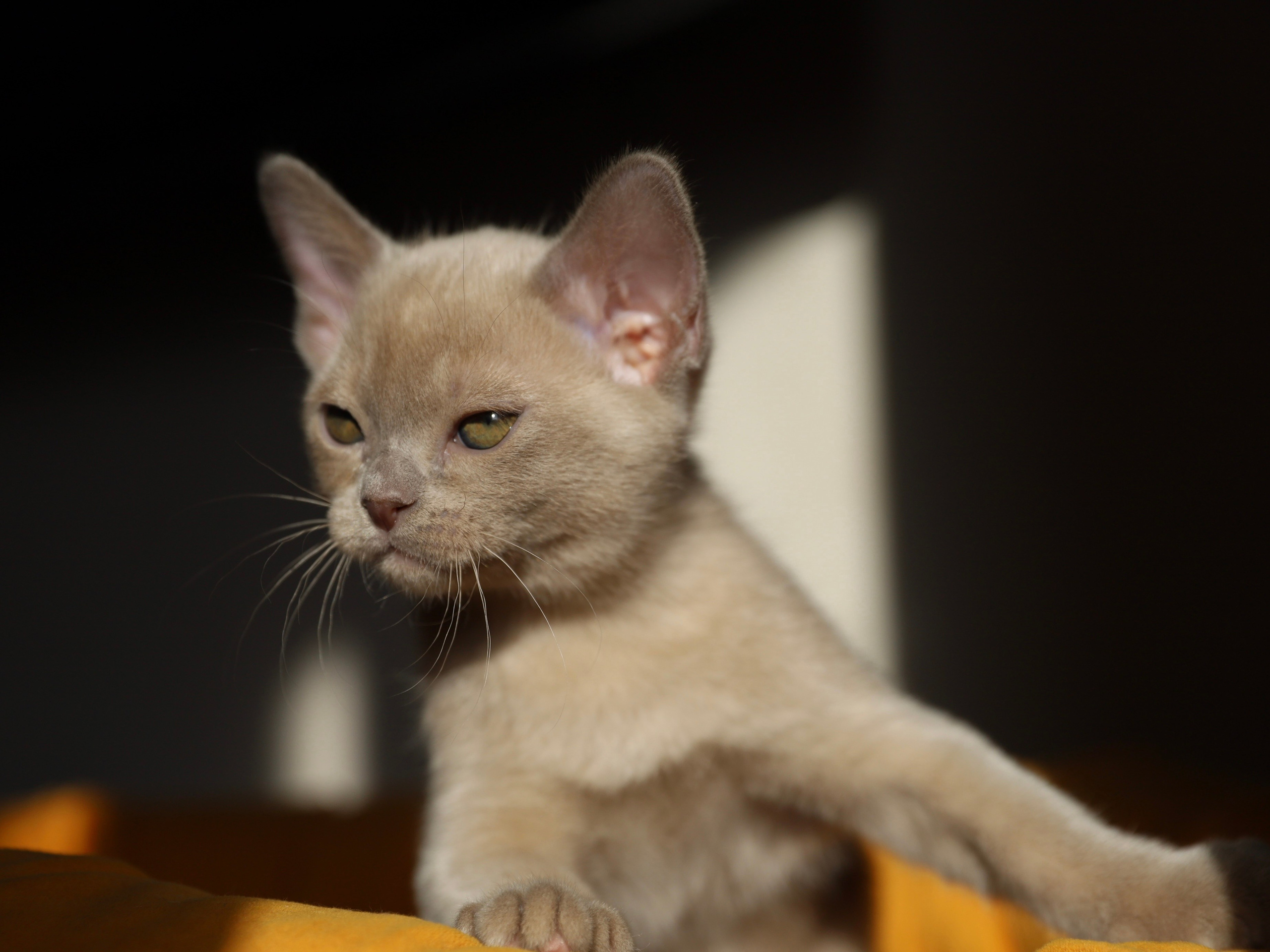 В. Питомник «Bouncy Life»