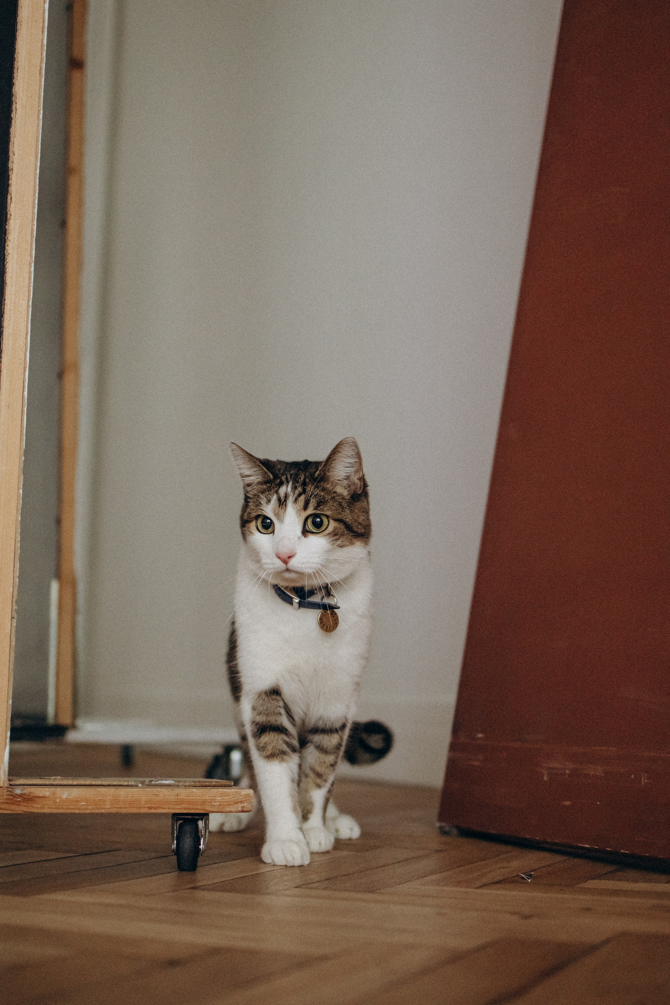 Ксюша и Яша. Фотораф — анималист Мария Шистка