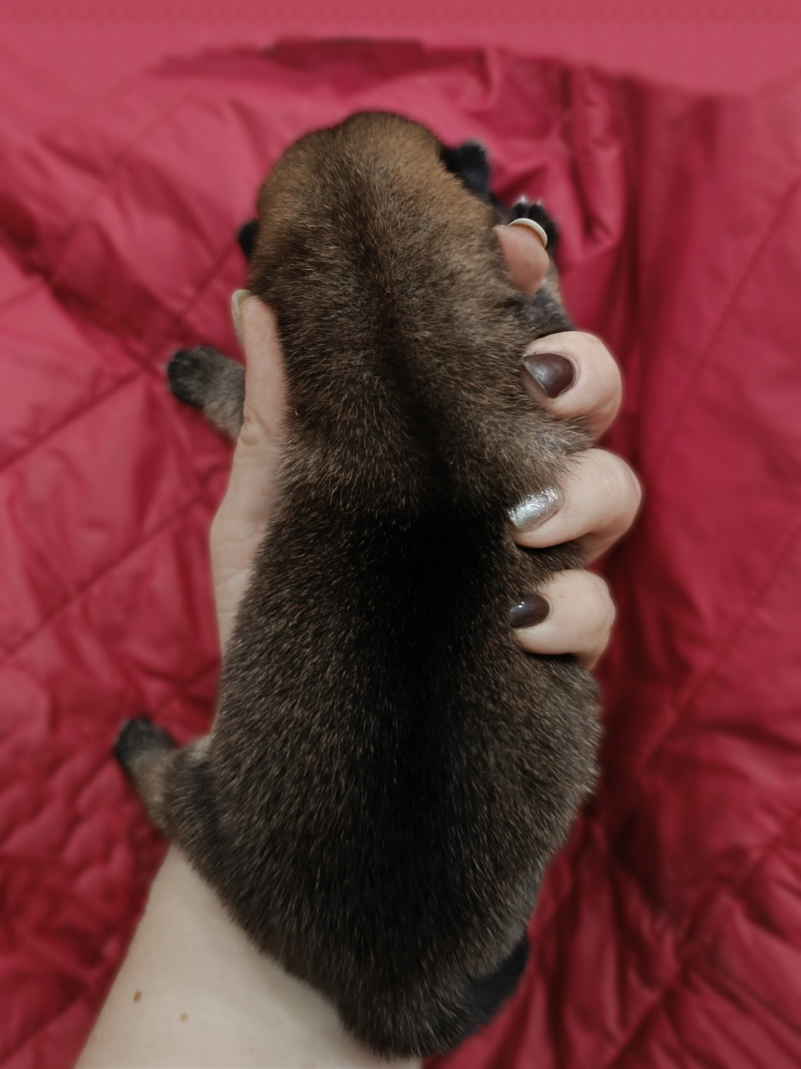 сиба питомник Рубилайт щенки на продажу rubylight  сиба щенки купить СПб Санкт-Петербург 