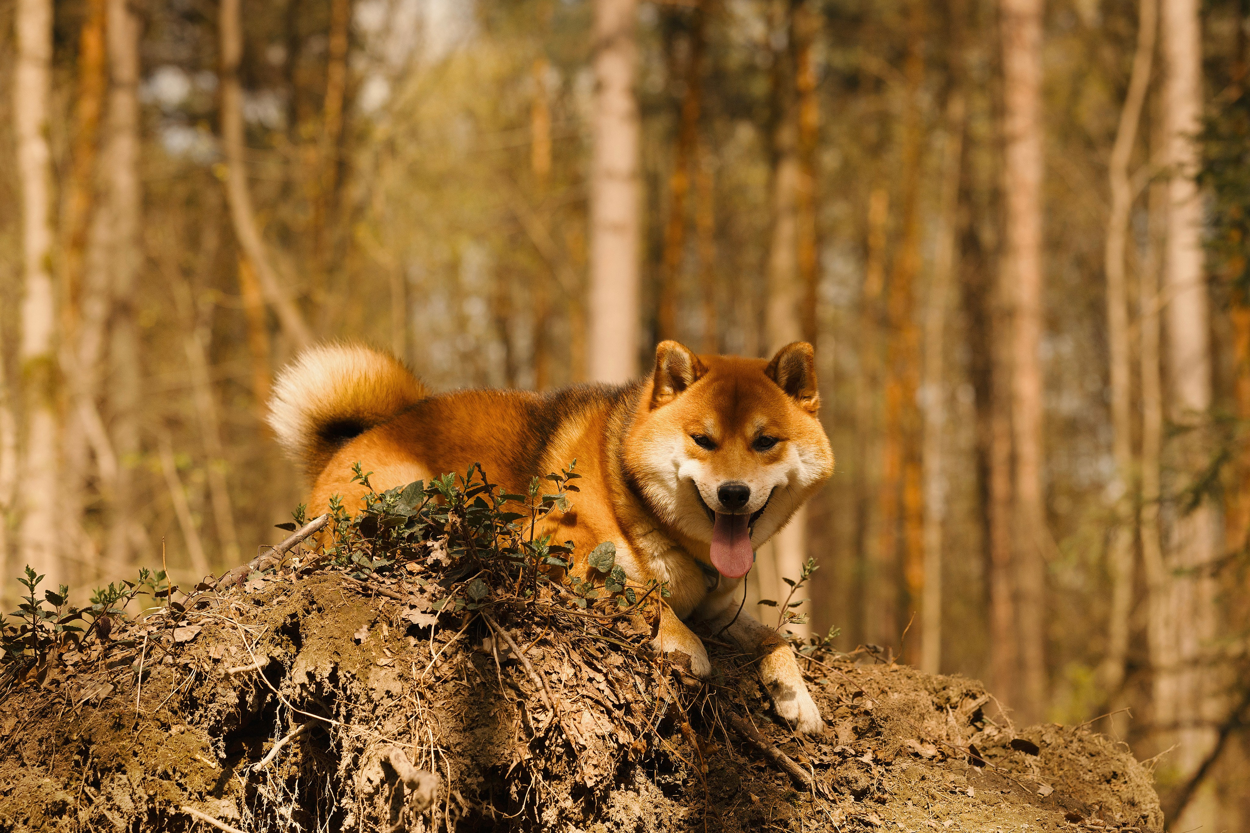 Юнки. Фотограф- анималист Александра Матвеева