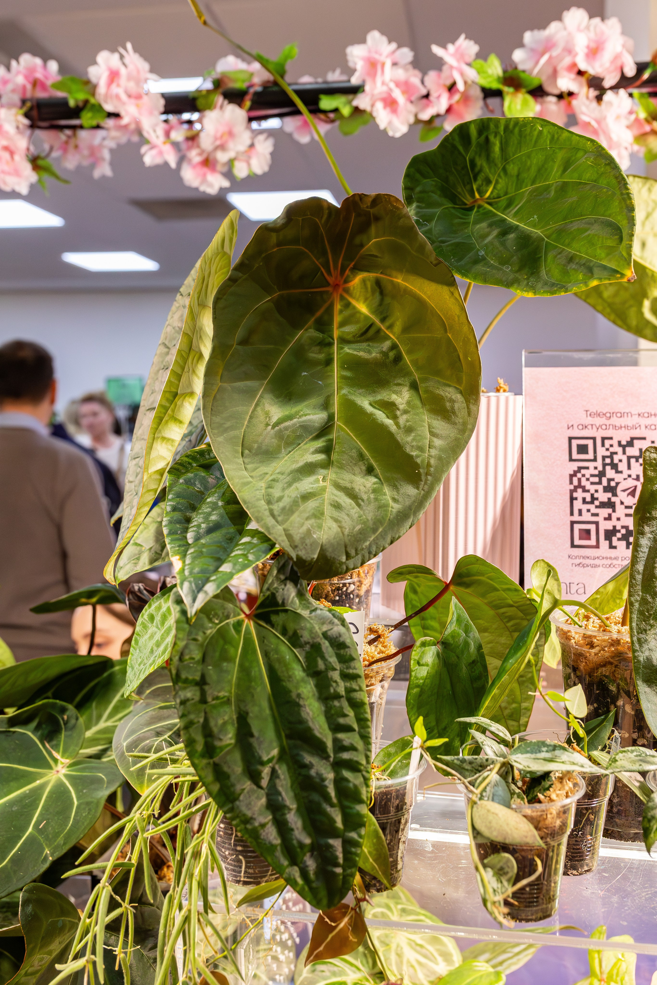 Монстериум апрель 2026. Александра Куликова фотограф, Москва