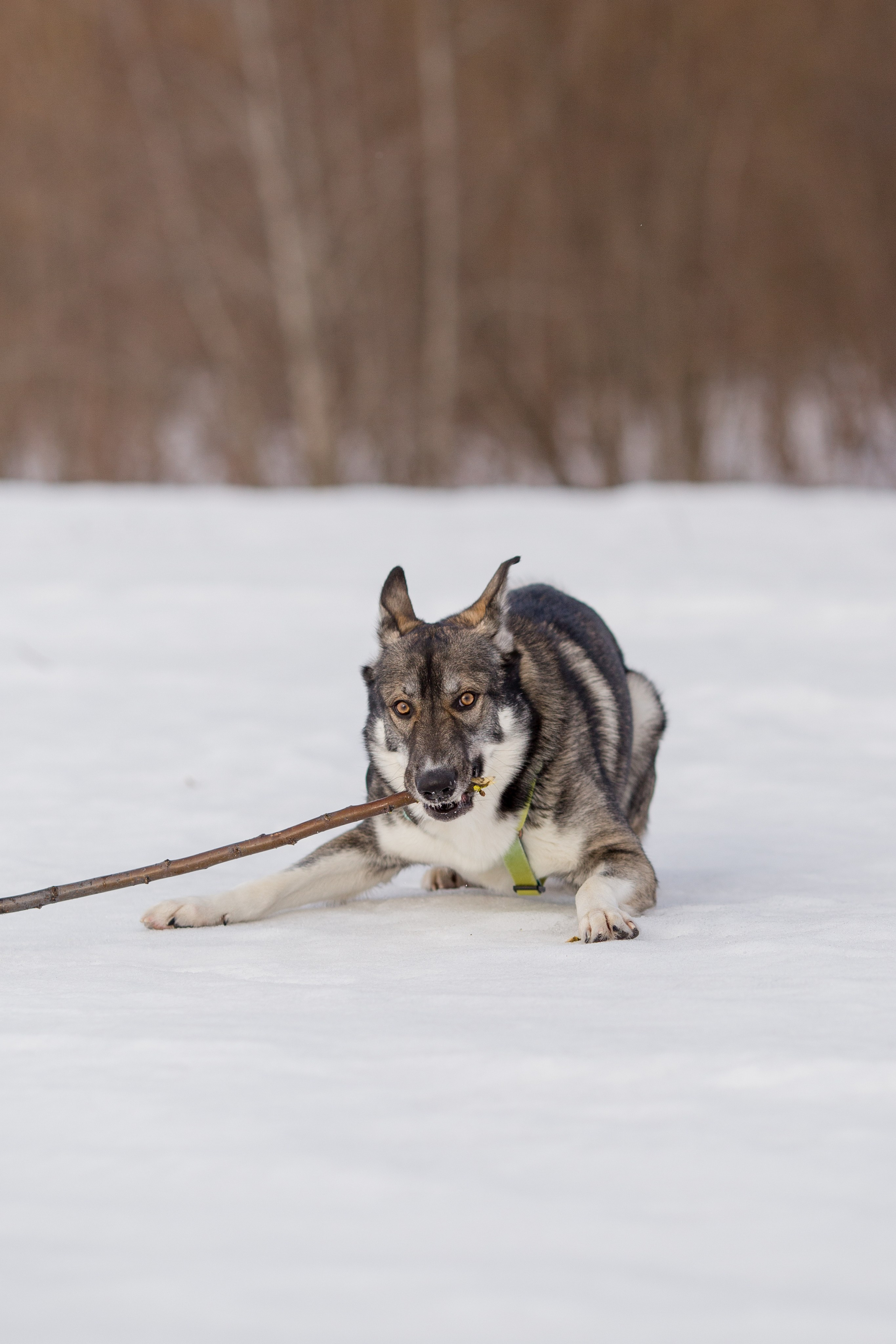 Фотосессия с собакой в Архангельске