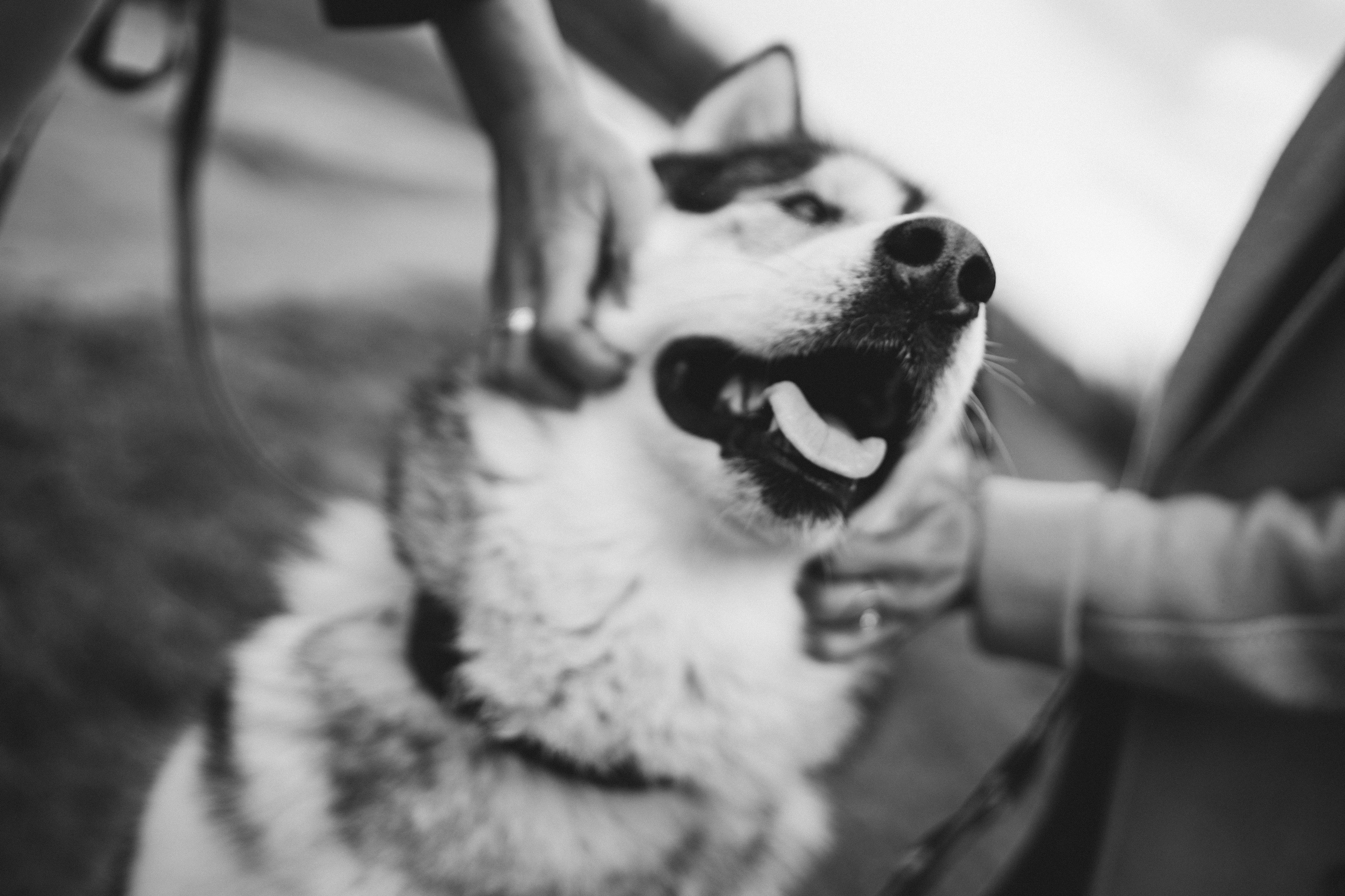 Света и Лёня. Дмитриева Светлана женский и семейный фотограф Рига, Москва, Геленджик