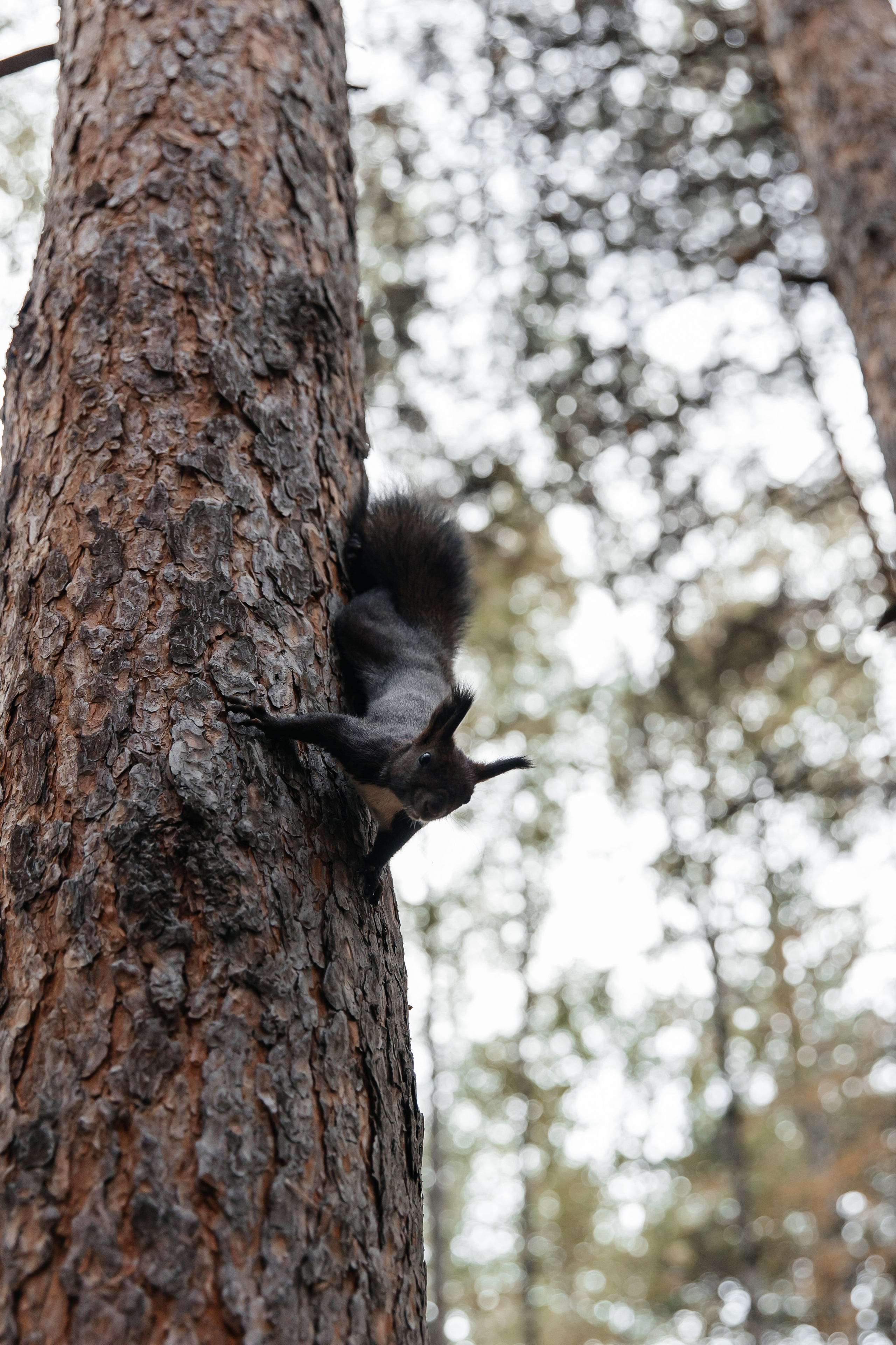 Алина и Максим. Свадебный фотограф Красноярск — Кристина Ива