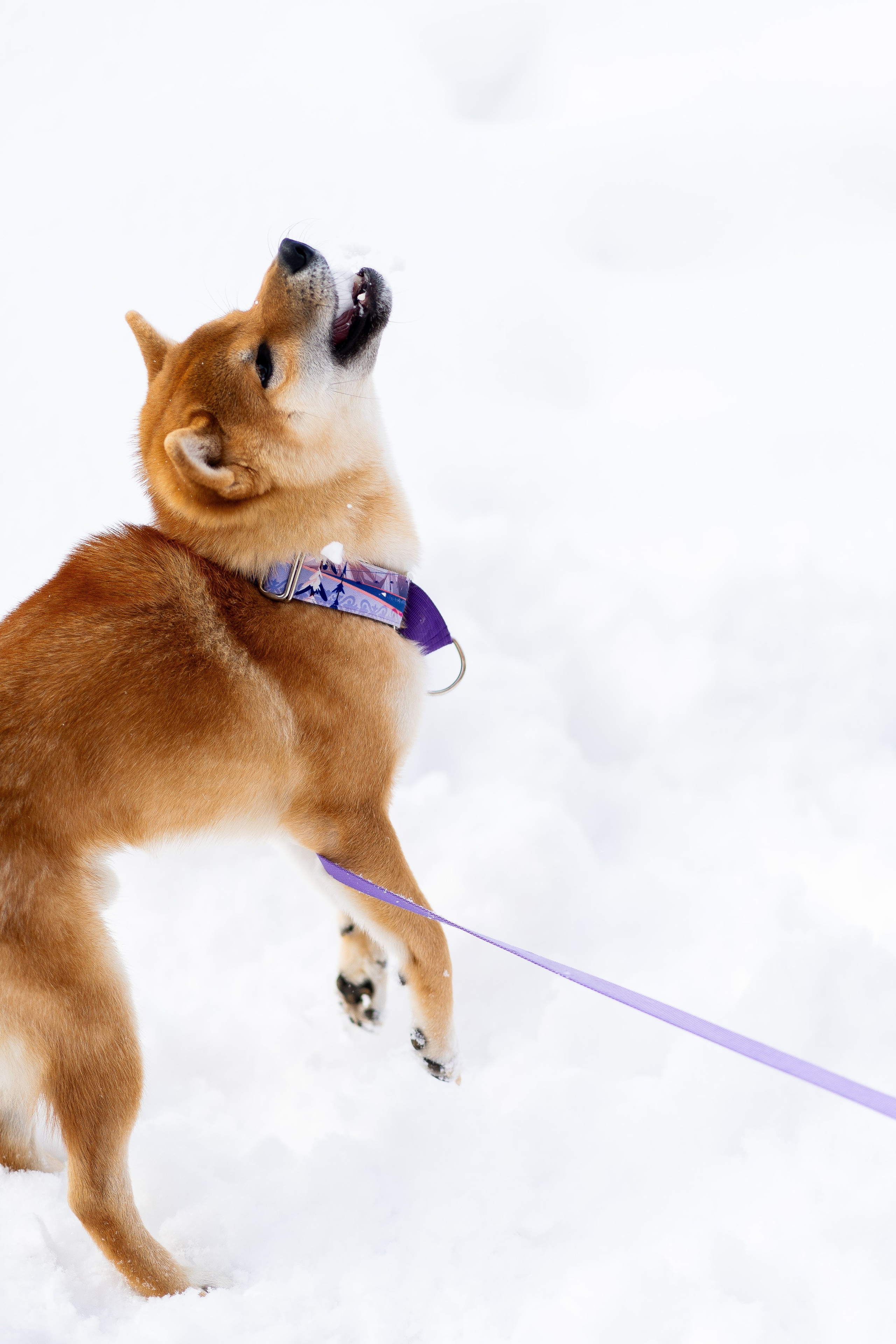 Соня&Лёня. Анастасия Паршукова — фотограф Шерегеш Новосибирск