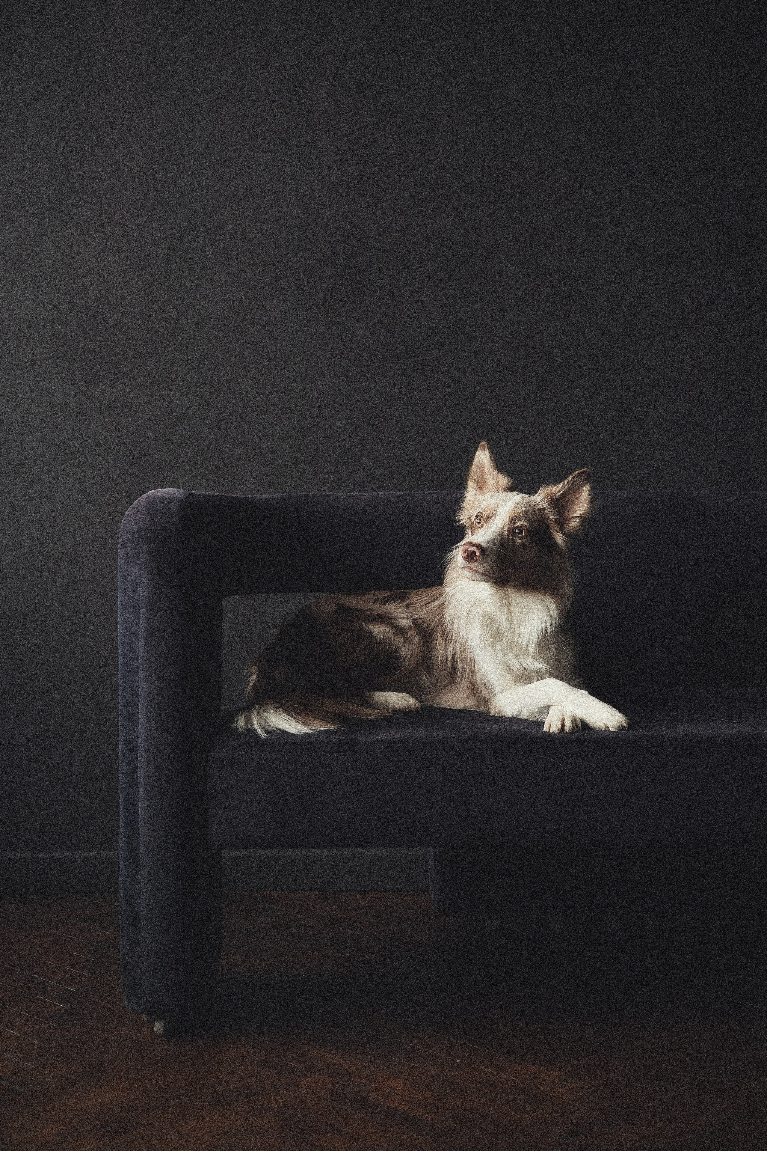 Портфолио. Фотограф-анималист в Екатеринбурге Марина Шишкина