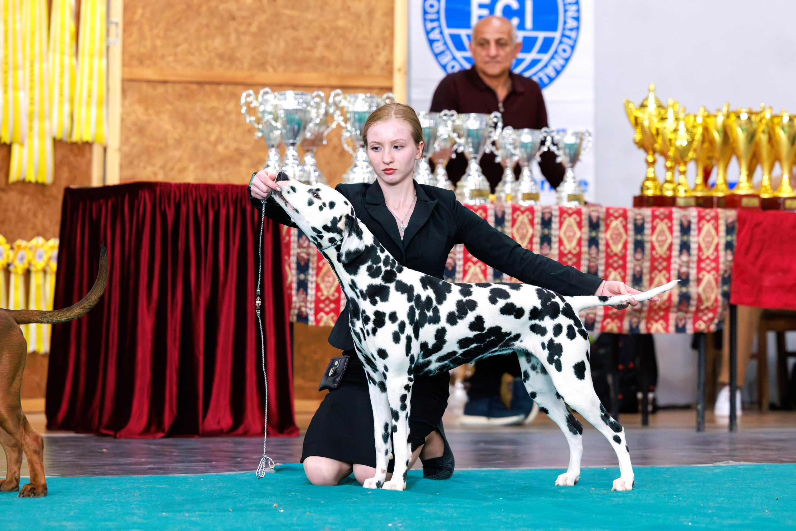 Ереван 2х CACIB 29-30.04.2025. Фотограф-анималист Юлия Германика