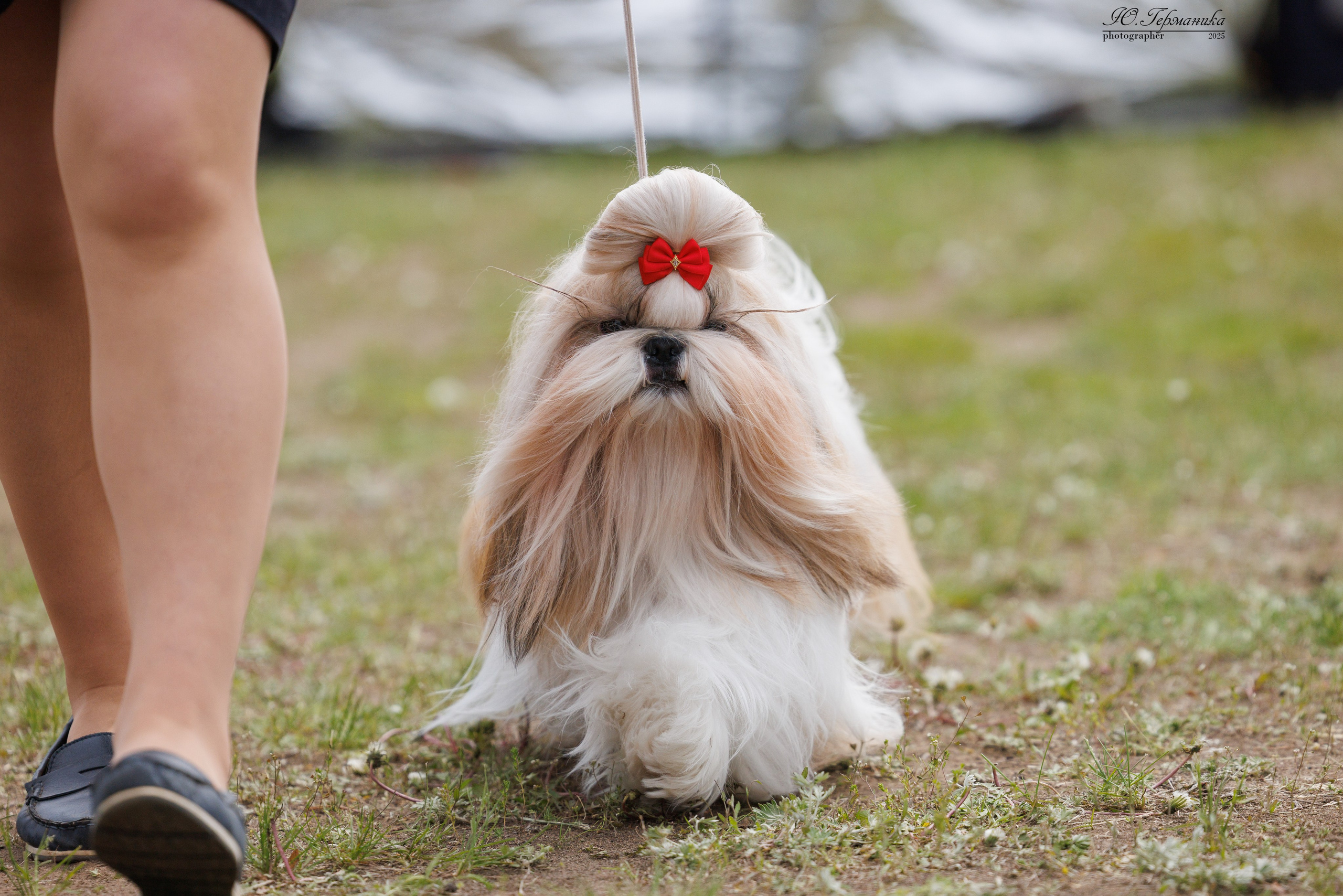 Суздаль(Владимир)17-18.05.2025. Фотограф-анималист Юлия Германика