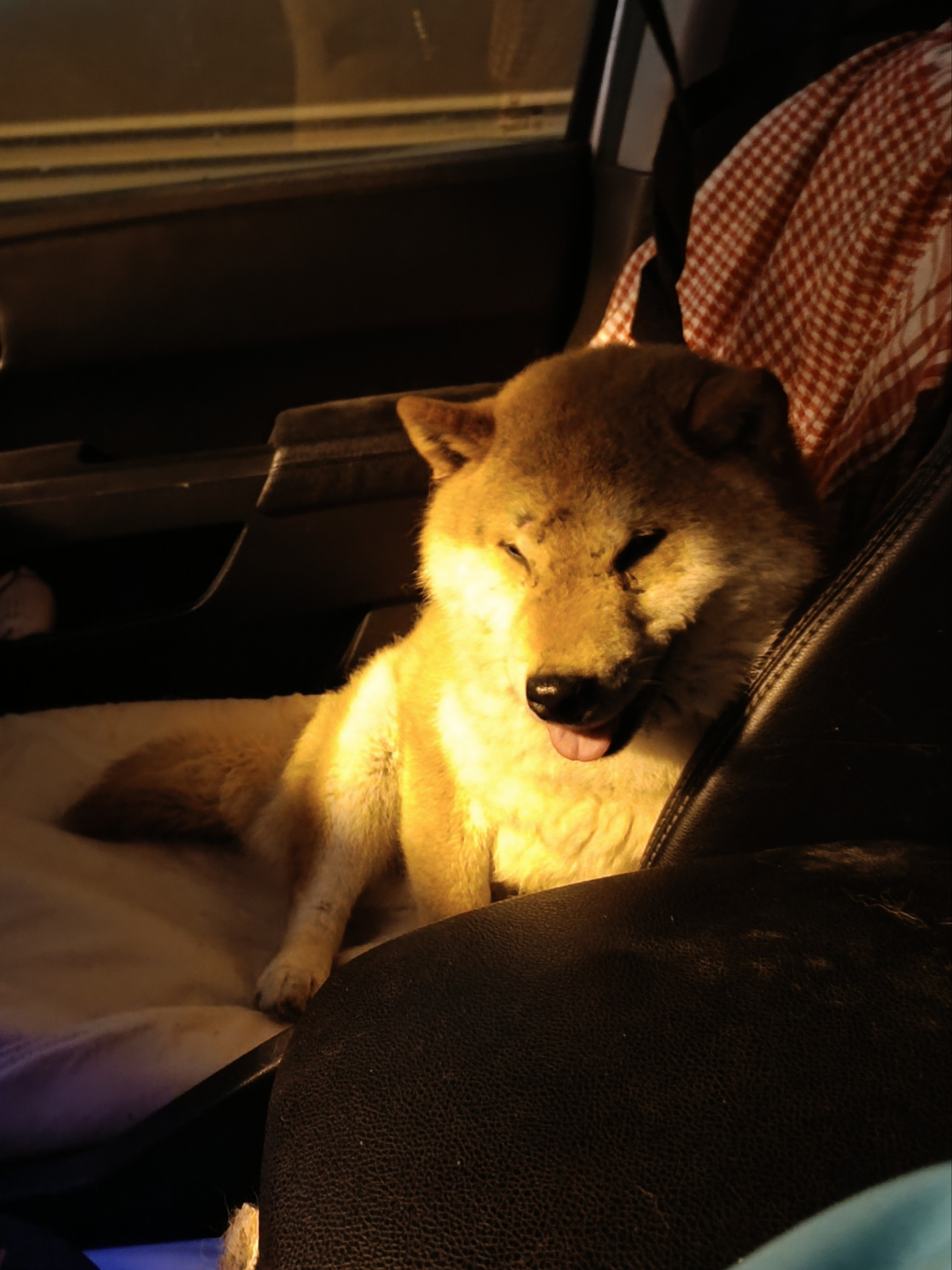 ASTRAVEGAS PRADZHAPATI SAMURAY * КОТ. Американская акита I Сиба ину I Питомник RUBYLIGHT