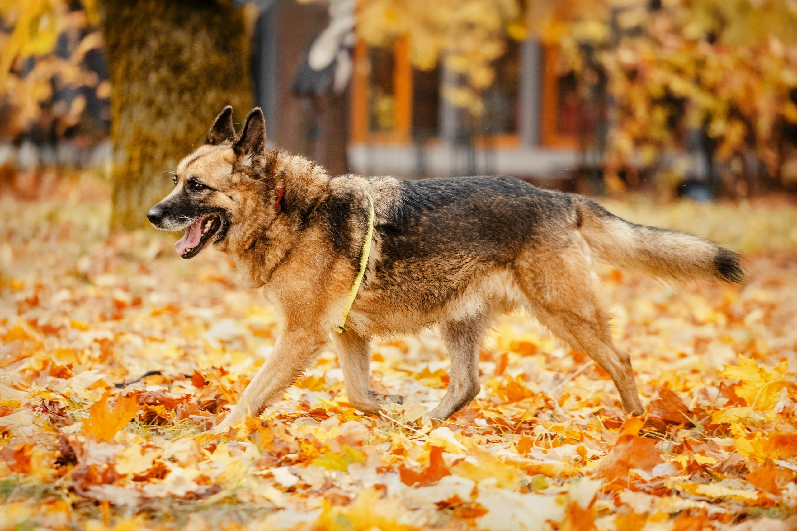 Собаки из приюта Дубовая роща осень 2025. Фотограф-анималист Татьяна Степанова