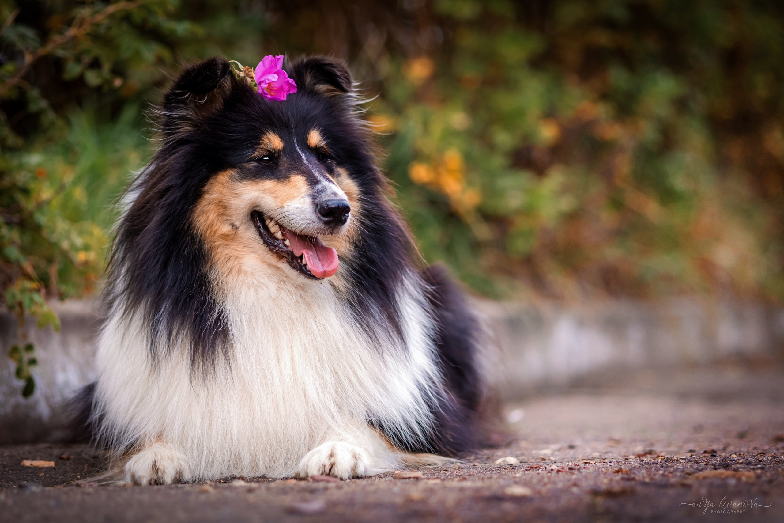 Оля и Вива. Фотограф анималист Аня Ливанова | Рыбинск