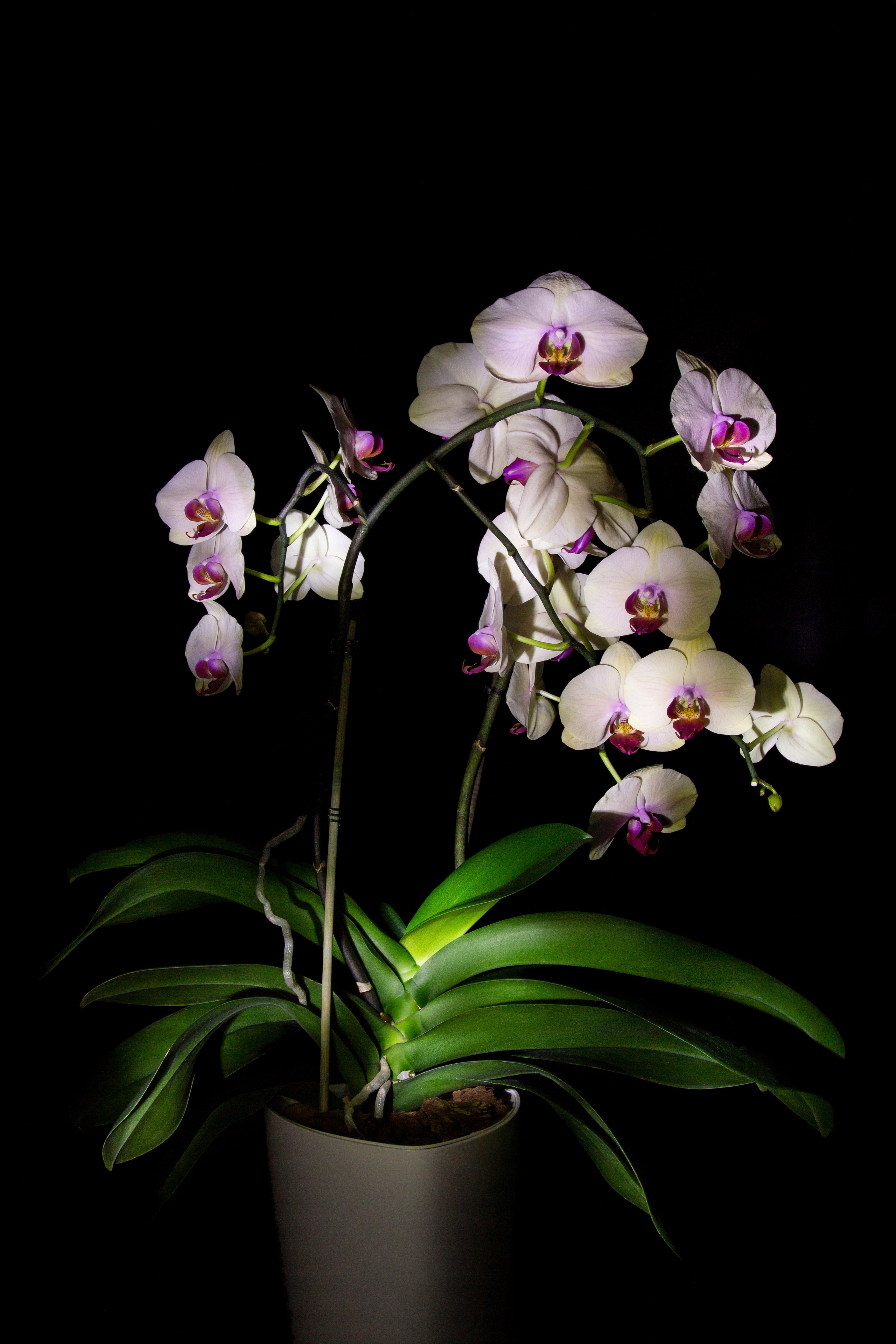 Фотография красивой цветущей орхидеи на тёмном фоне