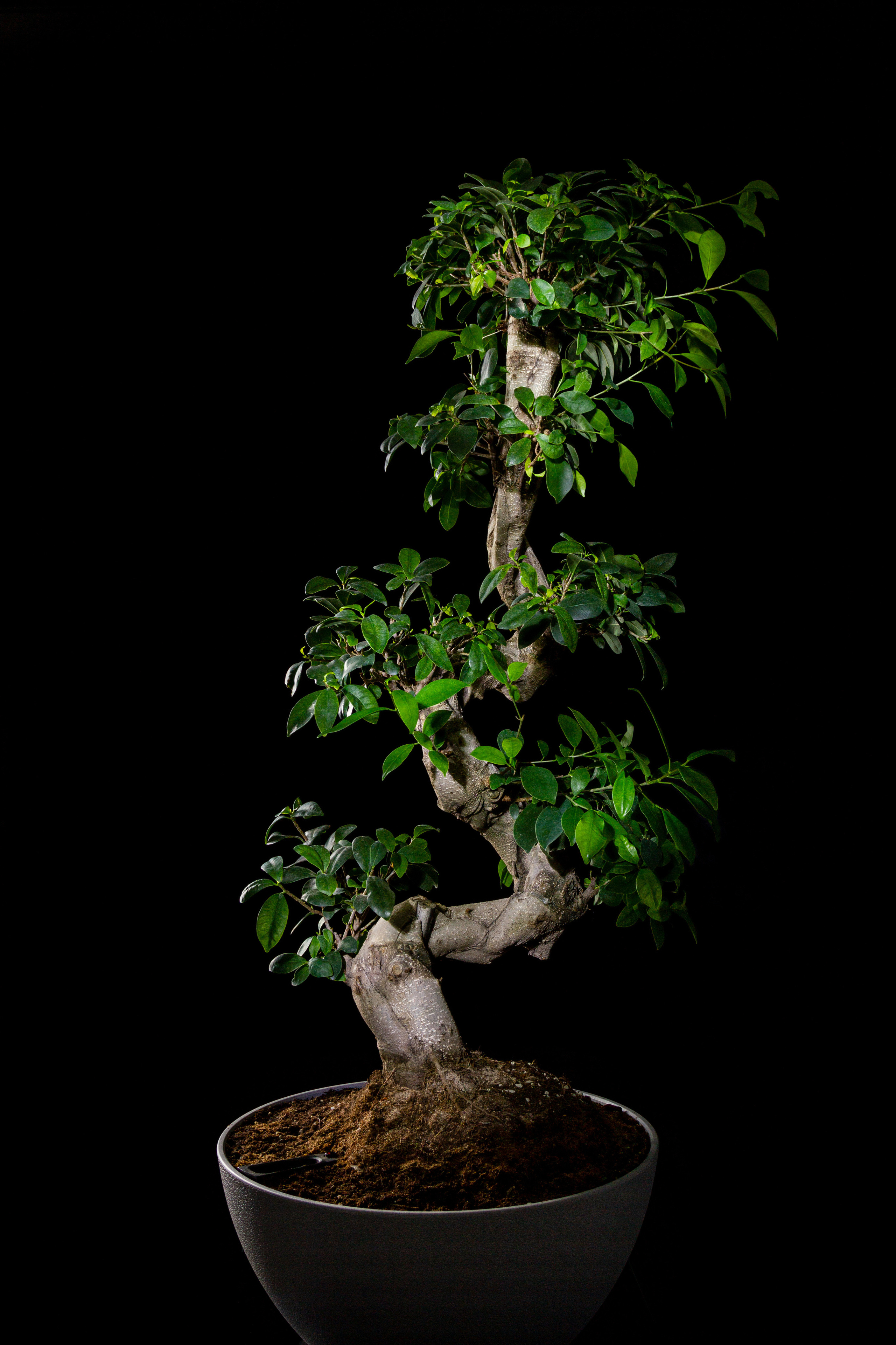 Фотография бонсай  фикуса спиралевидной формы на тёмном фоне