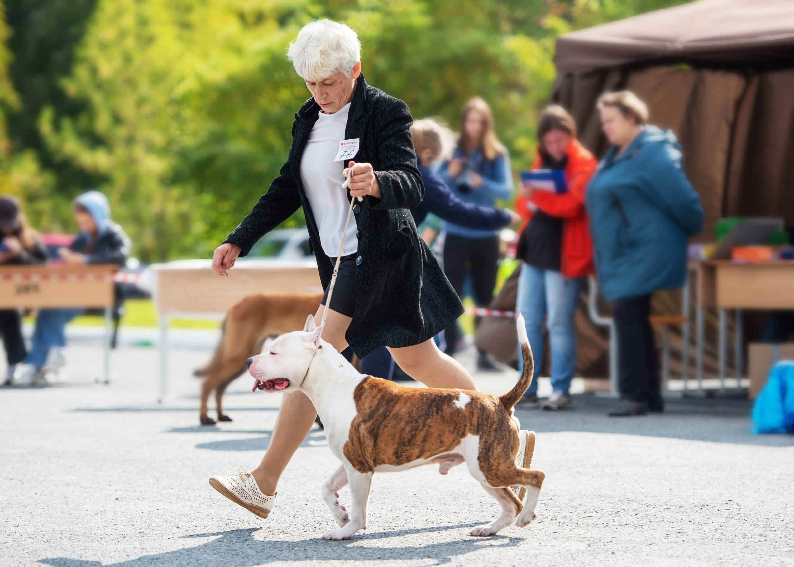 Выставка собак Тюмень 02.09.2023. Дог-фотограф в Тюмени Александра Королева