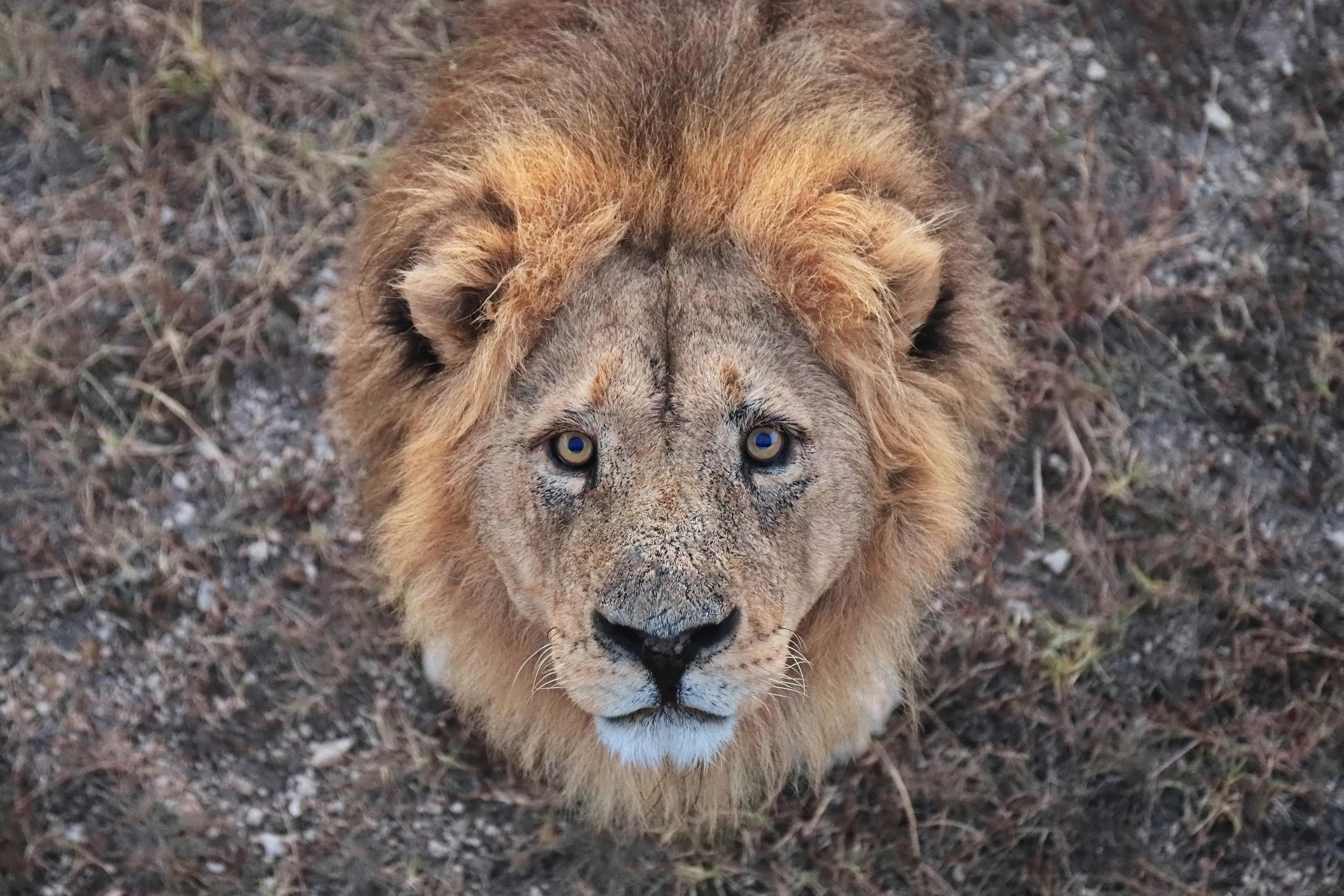 Съемка животных, съемка с животными. Рекламный и предметный фотограф в Санкт-Петербурге Мария Ерикина