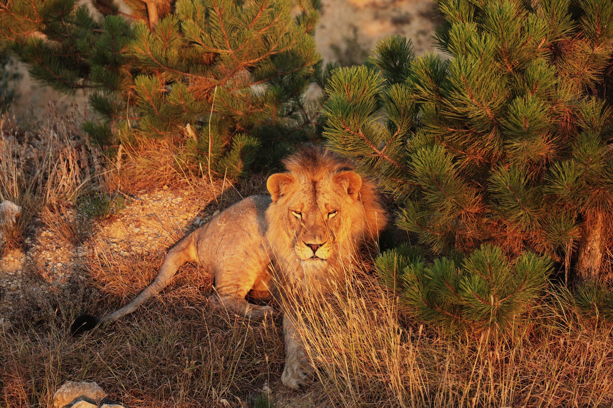 Съемка животных, съемка с животными. Рекламный и предметный фотограф в Санкт-Петербурге Мария Ерикина