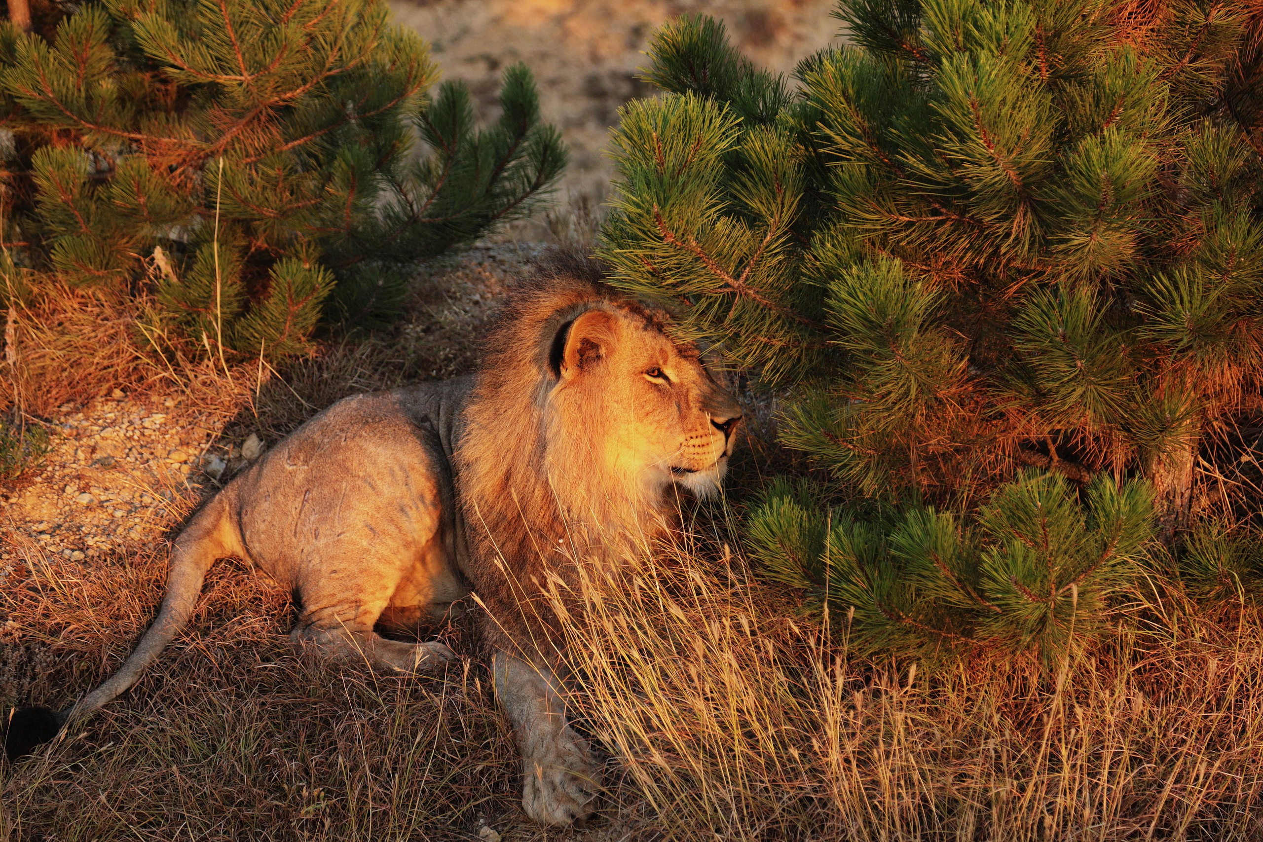 Съемка животных, съемка с животными. Рекламный и предметный фотограф в Санкт-Петербурге Мария Ерикина