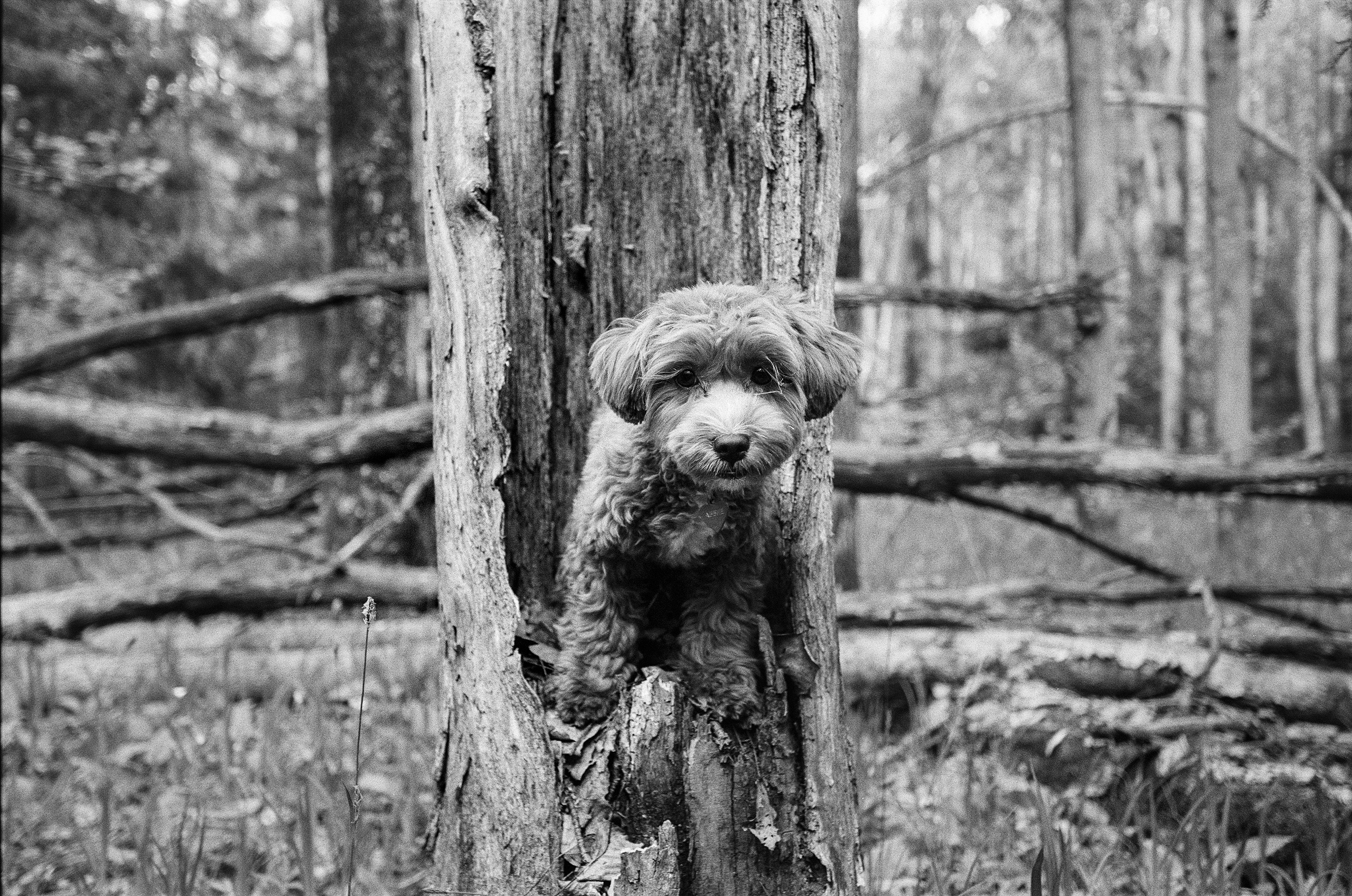 Пленка. Karabanovs