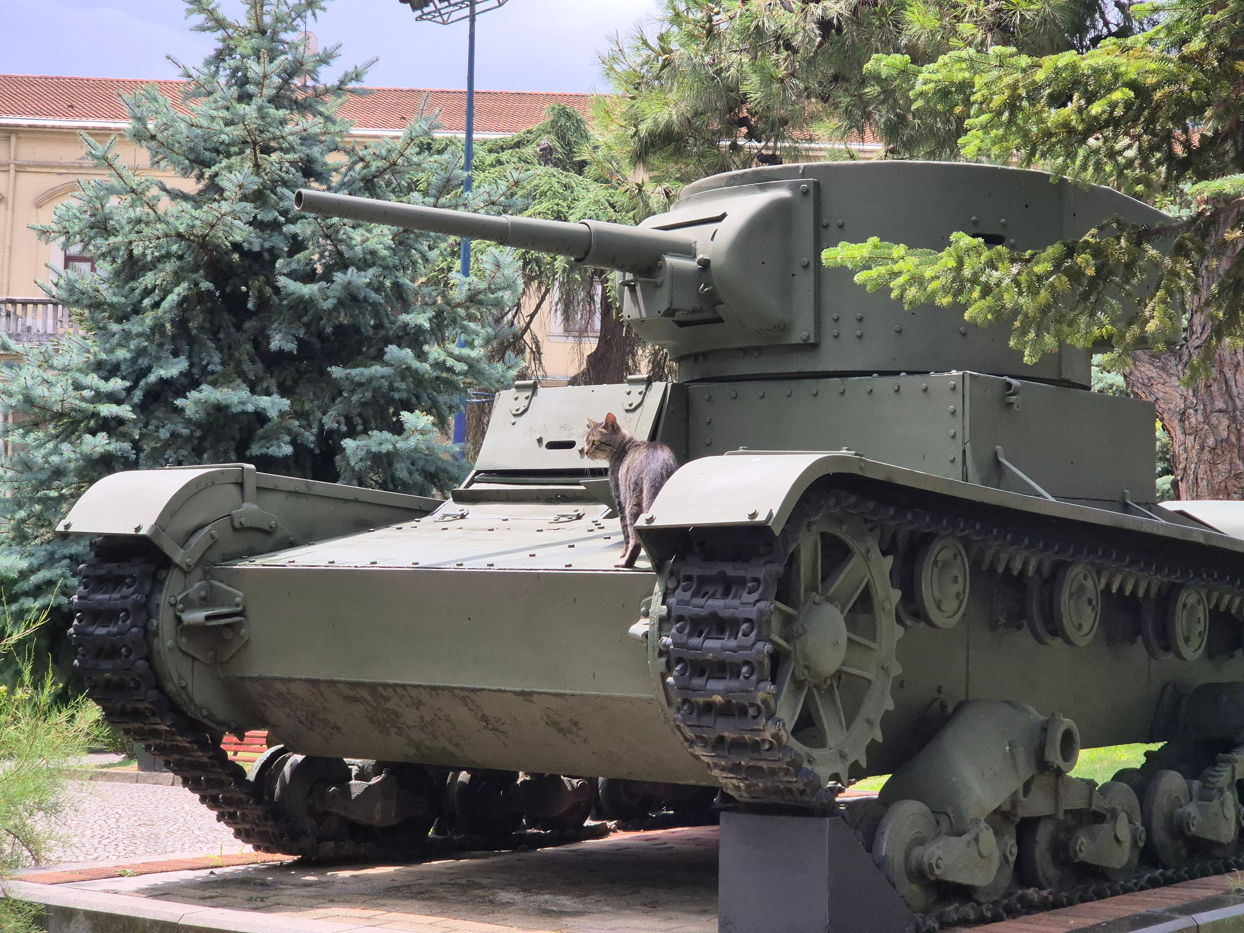 На уличной экспозиции только мы и коты