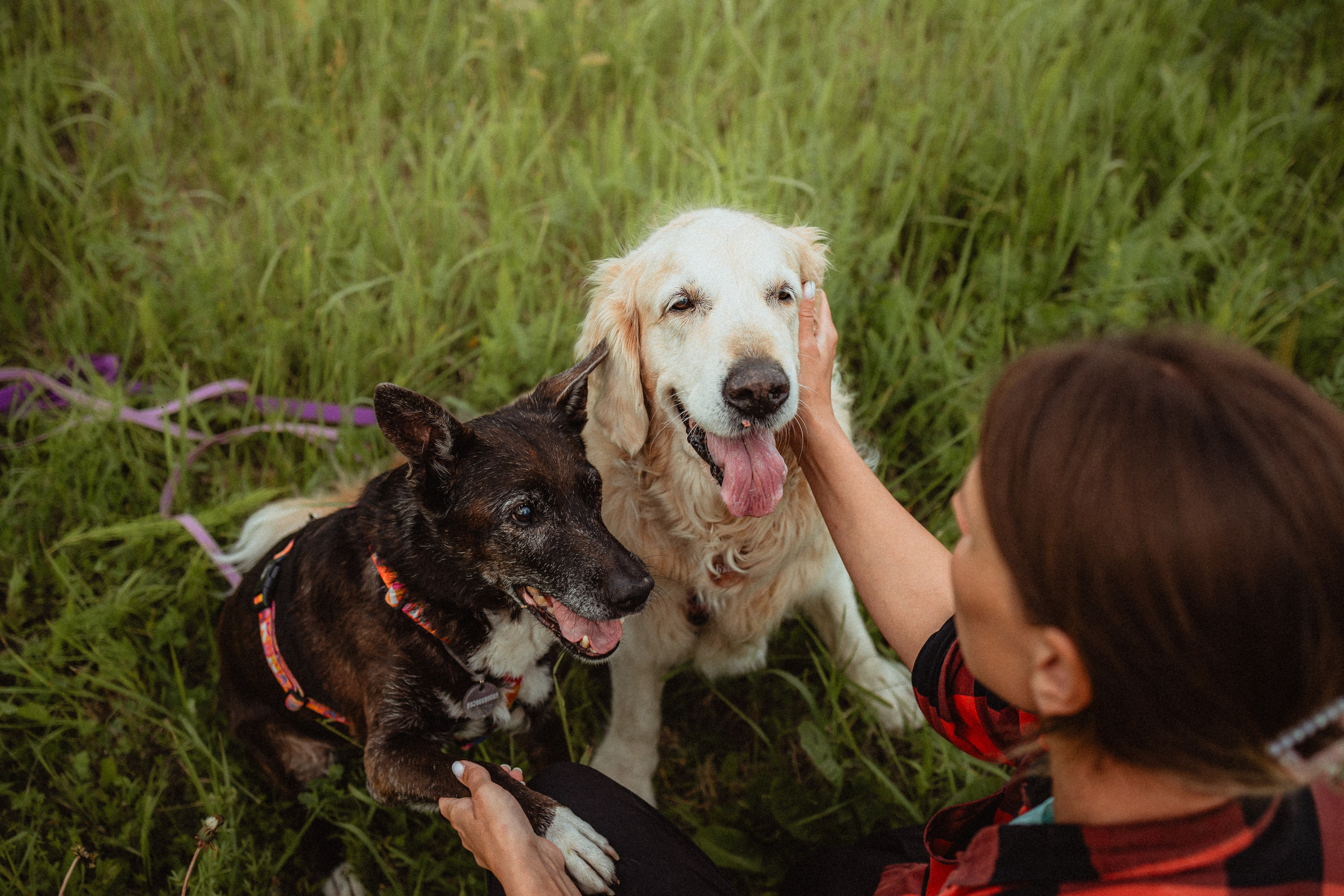 Выездной дог-тренинг от школы «Шерсть имею»