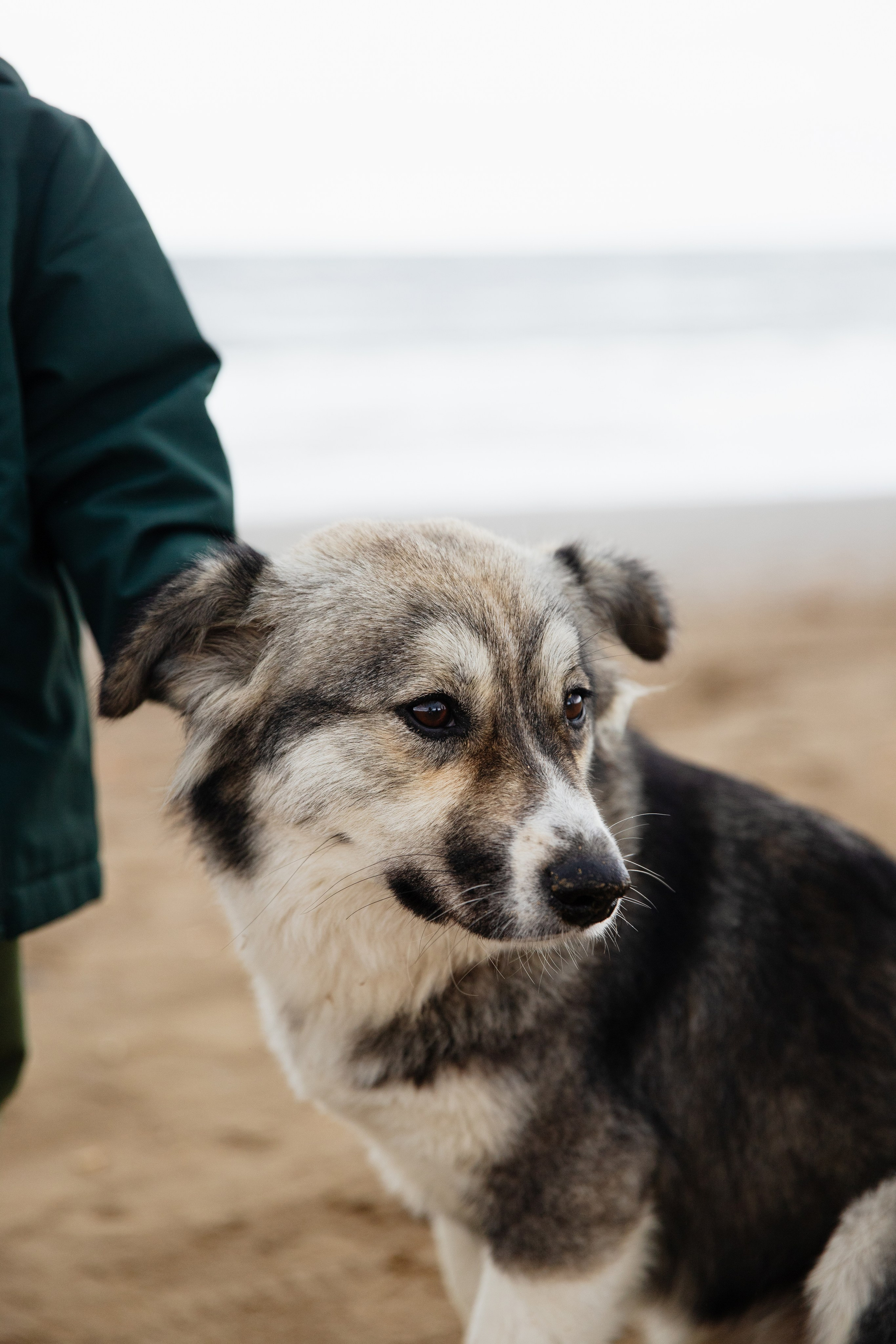 Семья Ланиных