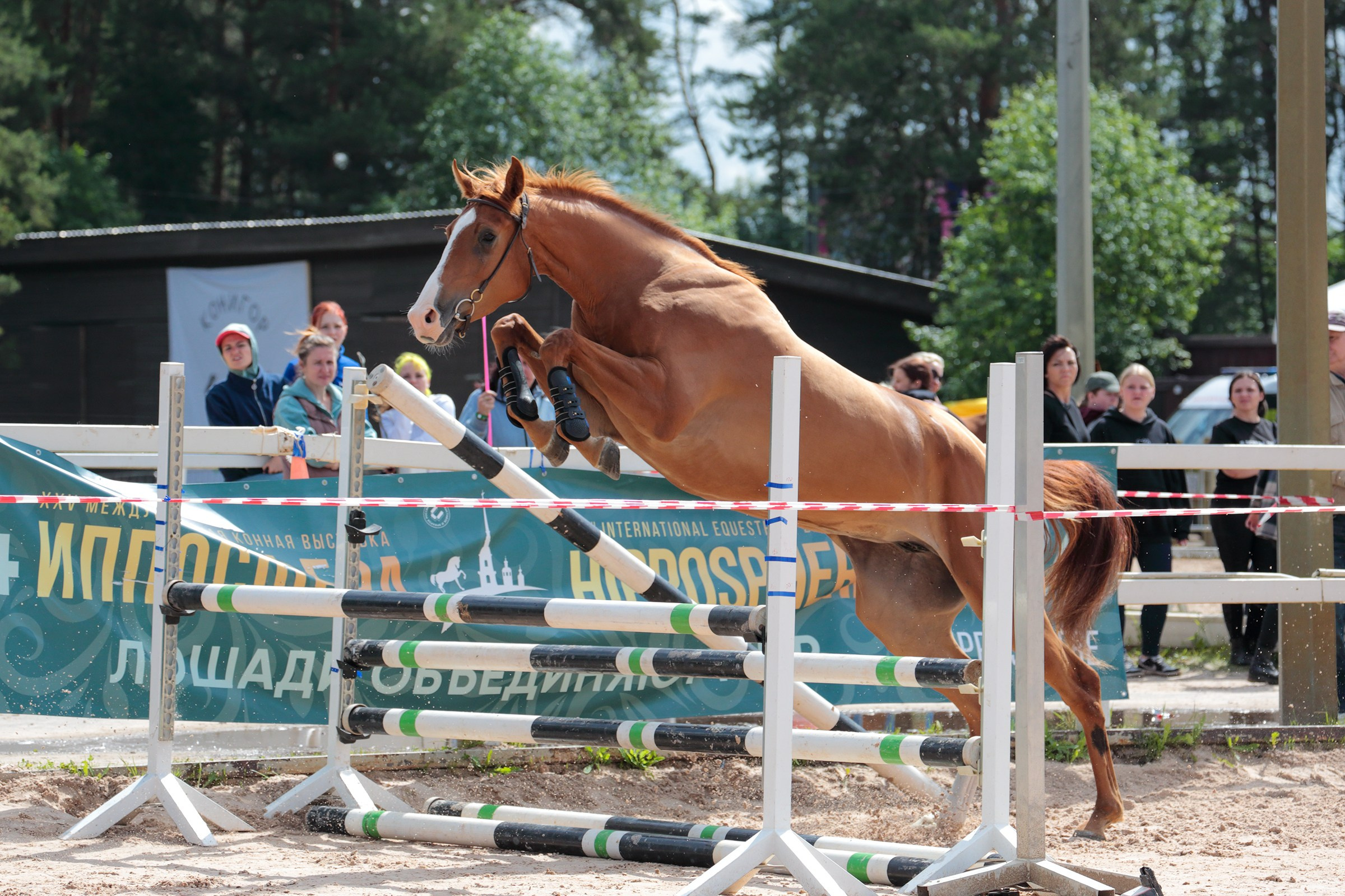 Иппосфера 2024. Irenephoto.ru