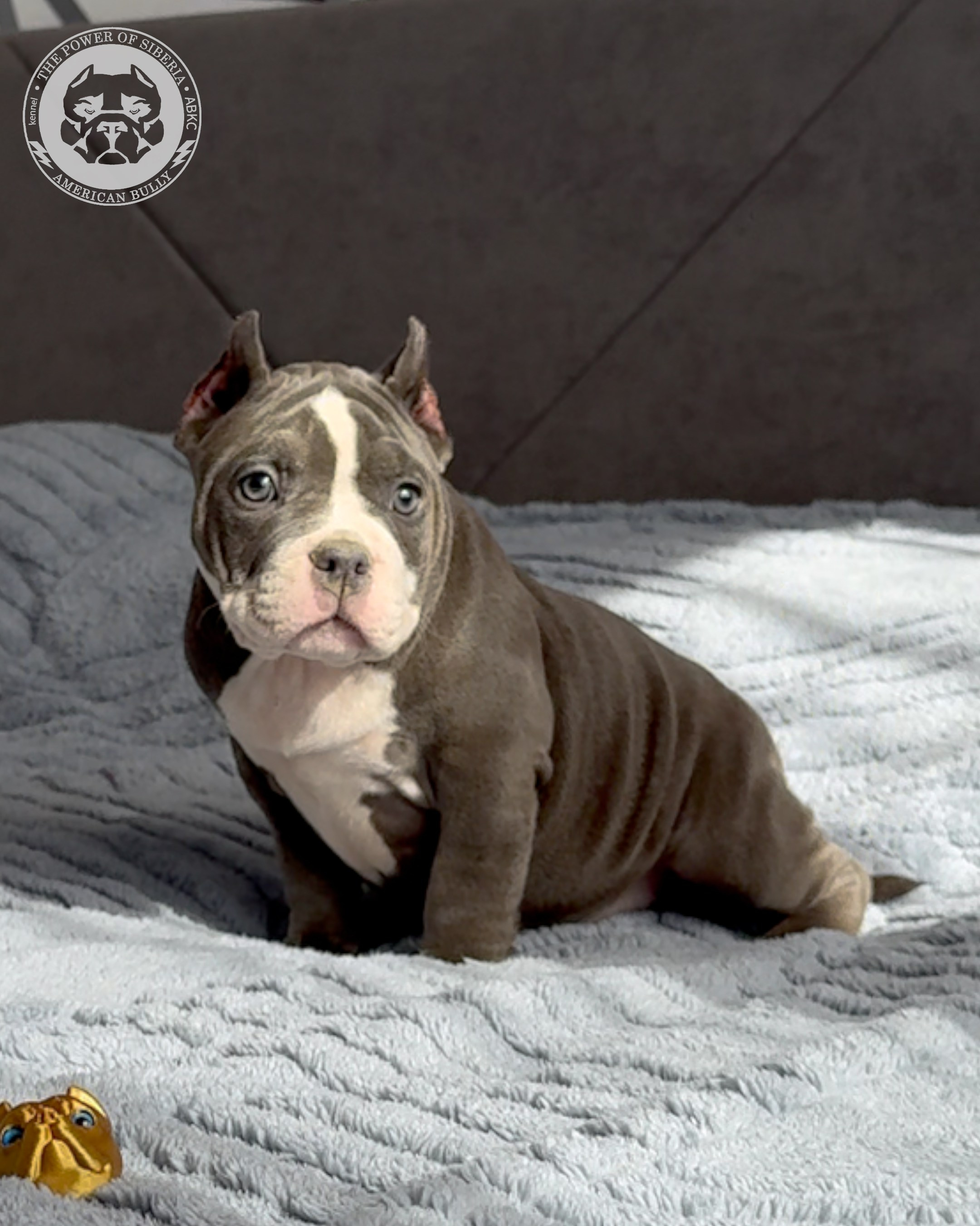 Свободные щенки Американский Булли, в типах покет, классик, стандарт. Американский Булли в г. Ростов-на-Дону. Питомник THE POWER OF SIBERIA