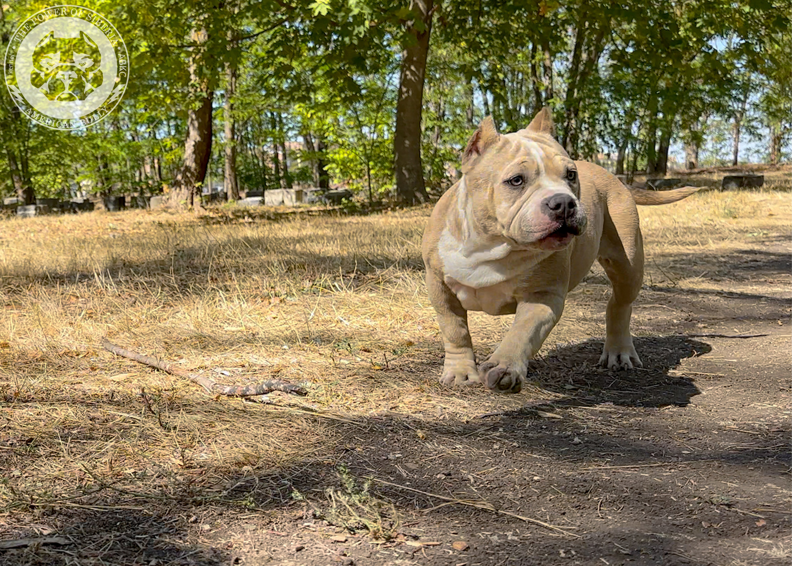 Помет Каспер и Тагира. 21.04.25. Американский Булли в г. Ростов-на-Дону. Питомник THE POWER OF SIBERIA