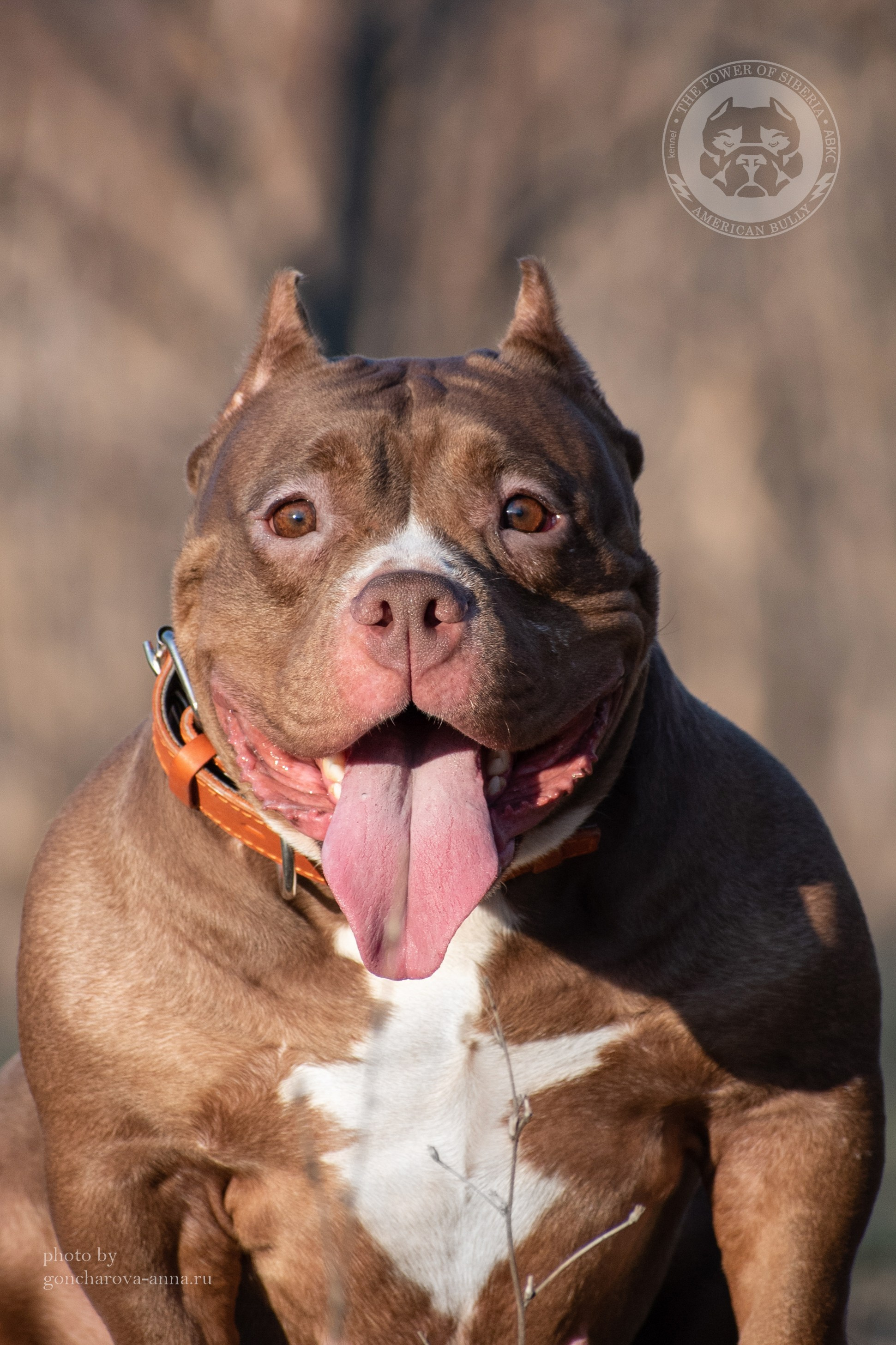 купить щенка Американского булли в Якутске
