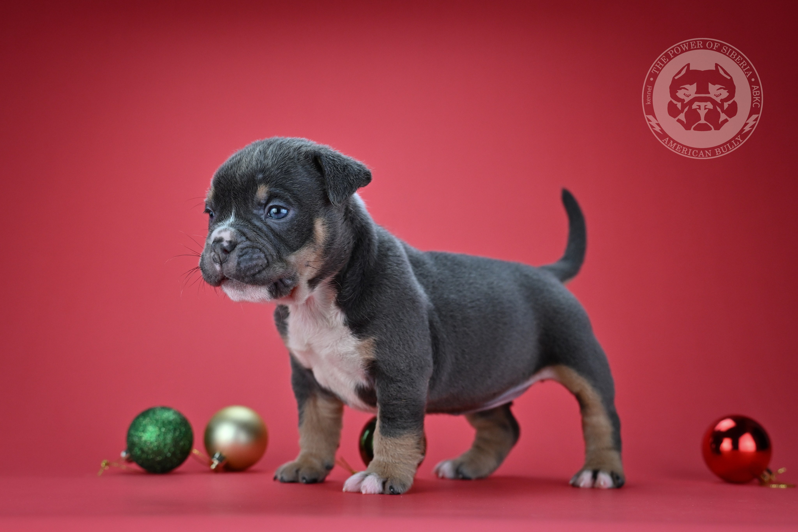 Свободные щенки «Покет». Американский Булли в г. Ростов-на-Дону. Питомник THE POWER OF SIBERIA