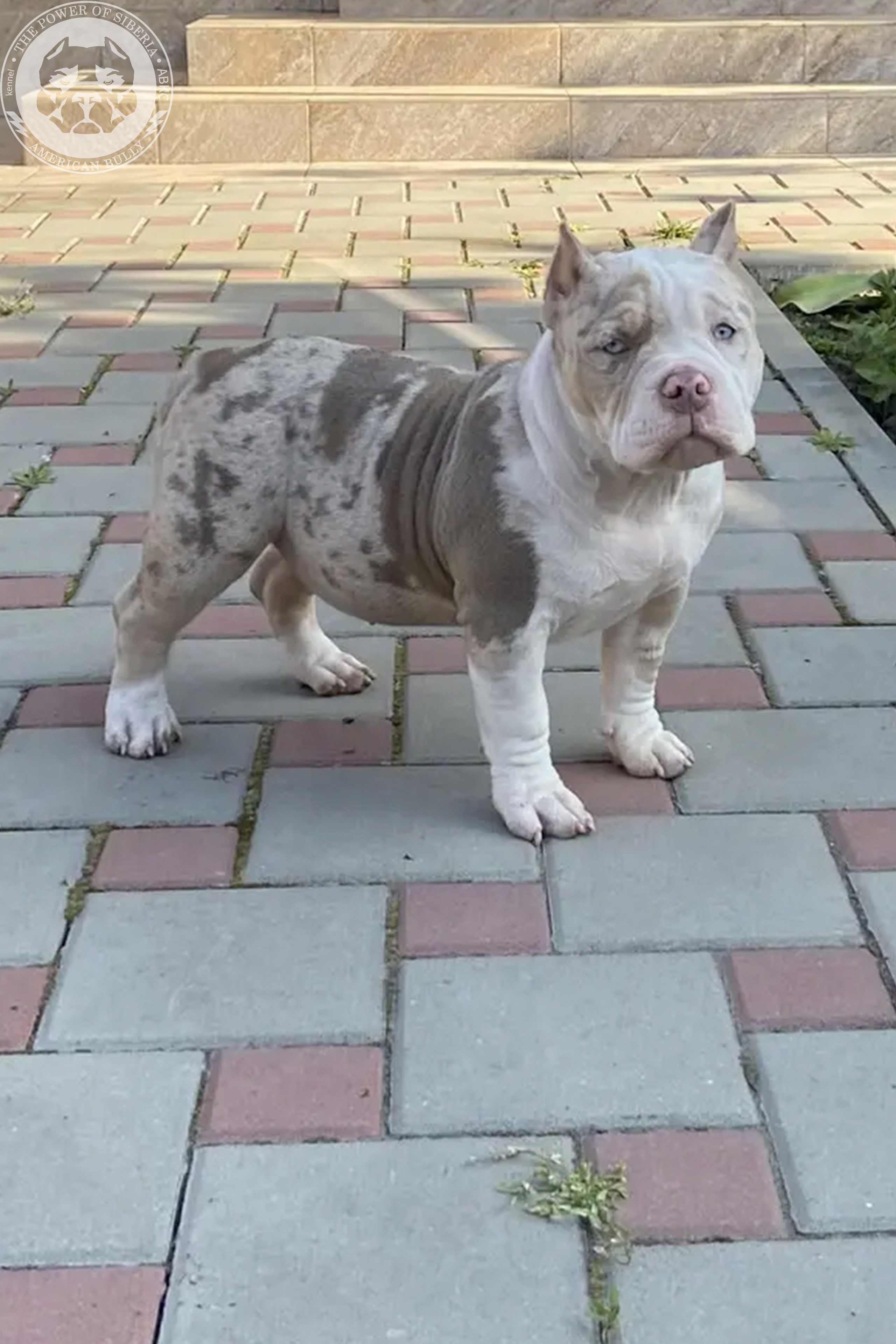 Свободные щенки Американский Булли, в типах покет, классик, стандарт. Американский Булли в г. Ростов-на-Дону. Питомник THE POWER OF SIBERIA
