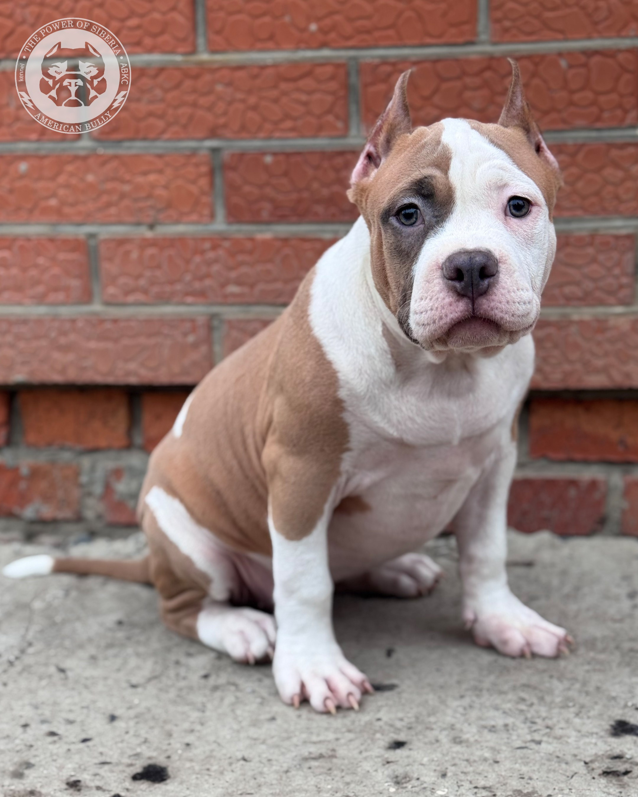 Свободные щенки Американский Булли стандарт и Свободные щенки Американский Булли классик. Американский Булли в г. Ростов-на-Дону. Питомник THE POWER OF SIBERIA