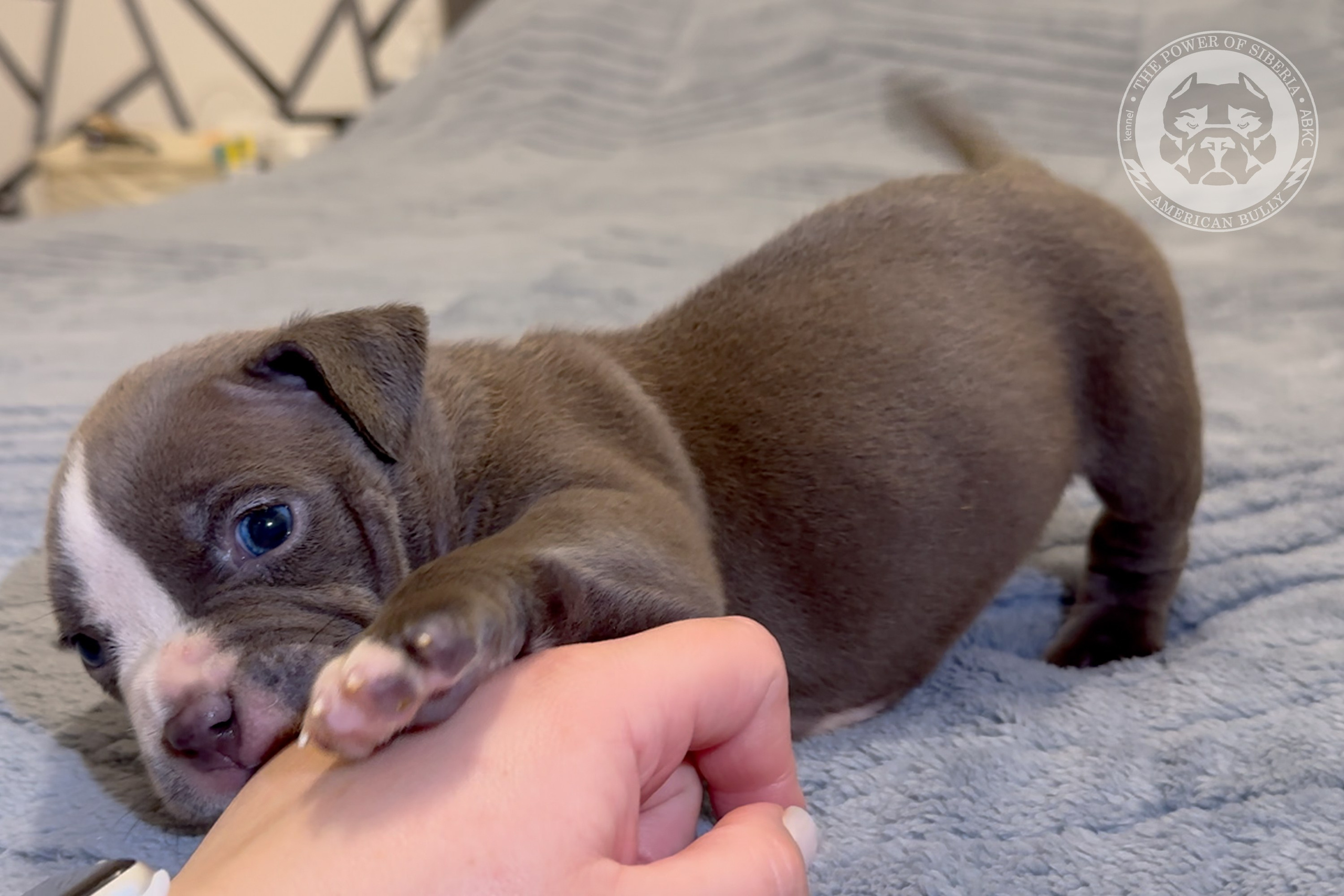 Свободные щенки Американский Булли стандарт и Свободные щенки Американский Булли классик. Американский Булли в г. Ростов-на-Дону. Питомник THE POWER OF SIBERIA