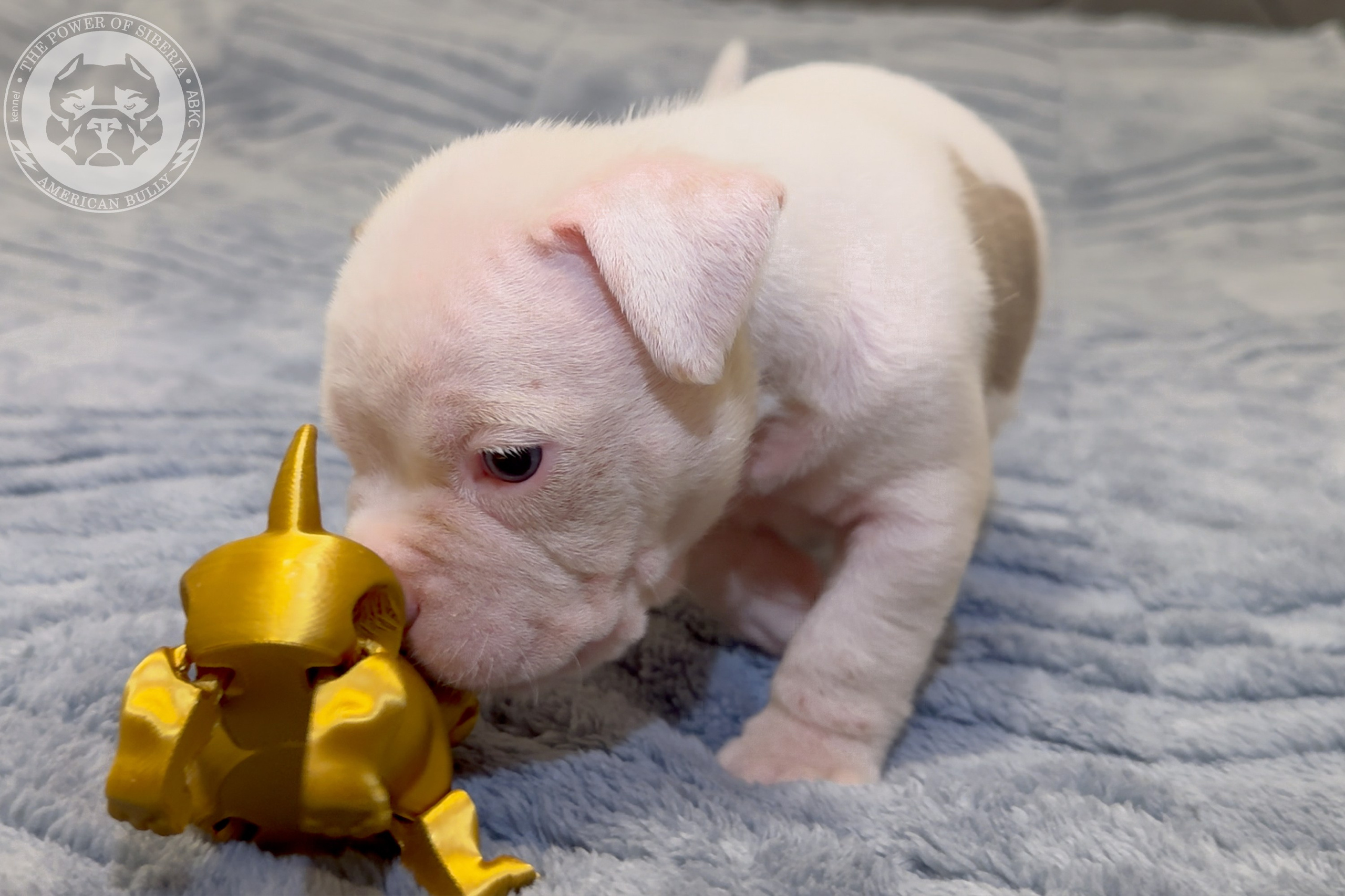 Свободные щенки Американский Булли стандарт и Свободные щенки Американский Булли классик. Американский Булли в г. Ростов-на-Дону. Питомник THE POWER OF SIBERIA