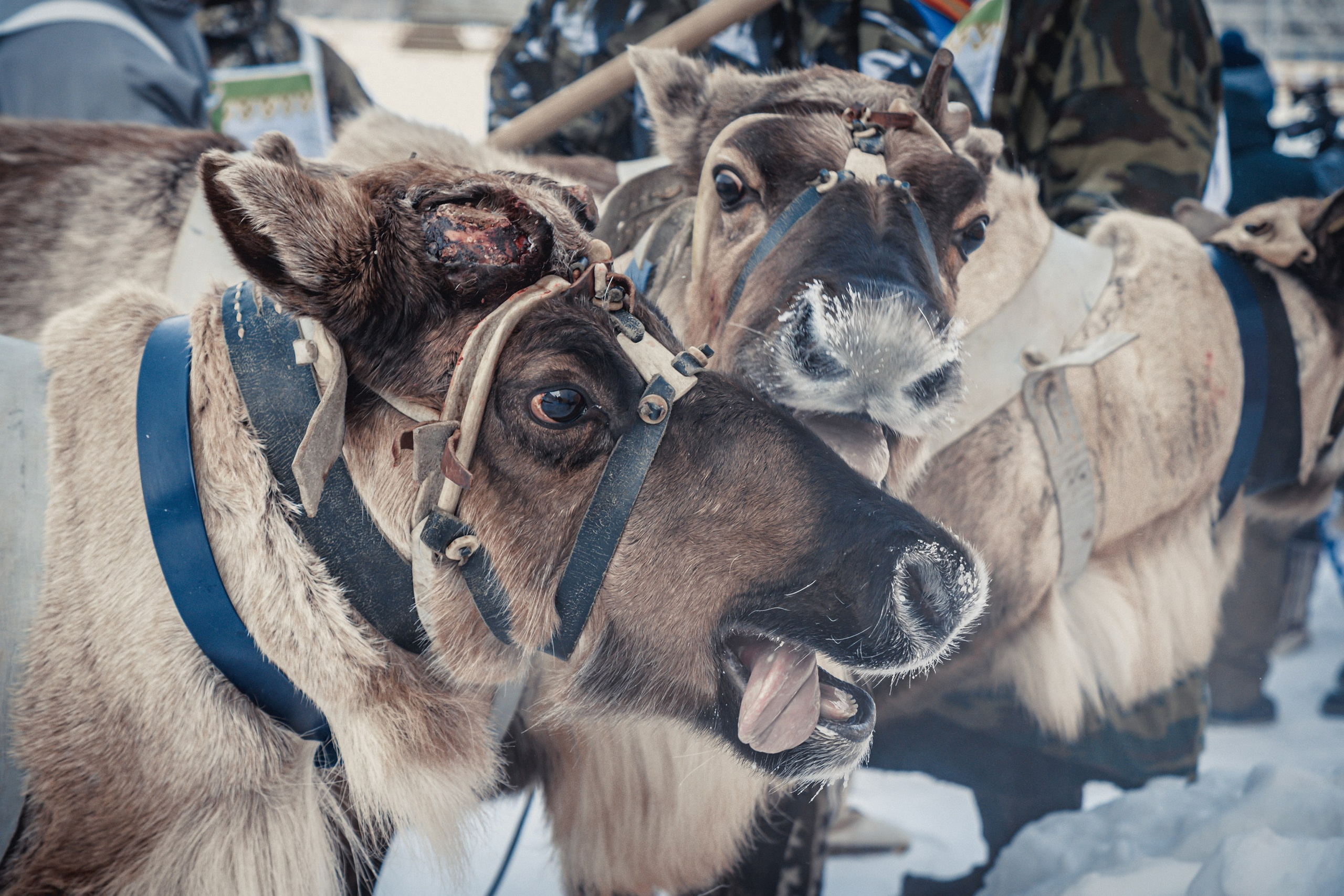 Конкурс оленеводов. Фотограф в Ханты-Мансийске Евгений Жуланов