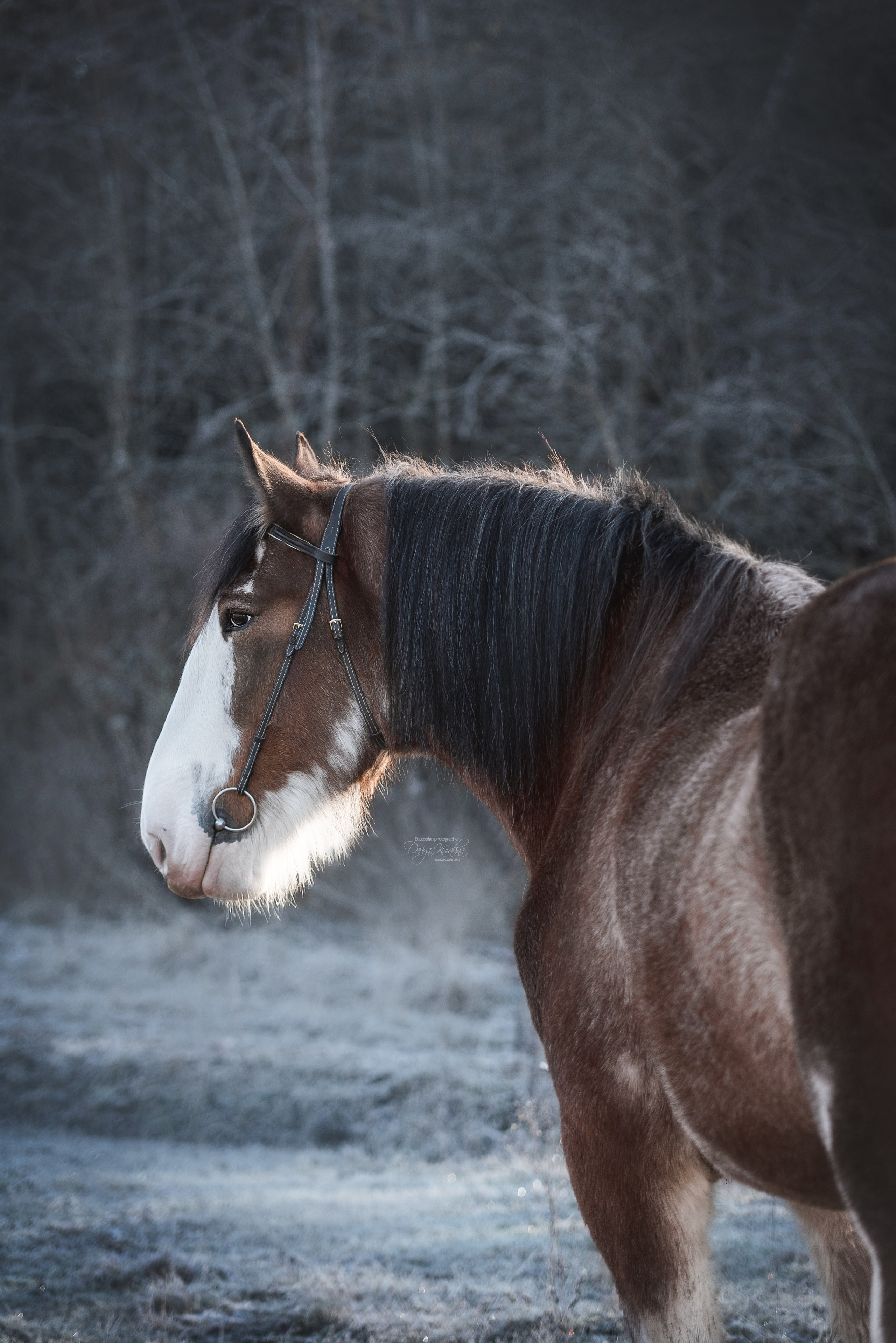 Komardins. Конный фотограф Куракина Дарья • Фотосессии с лошадьми