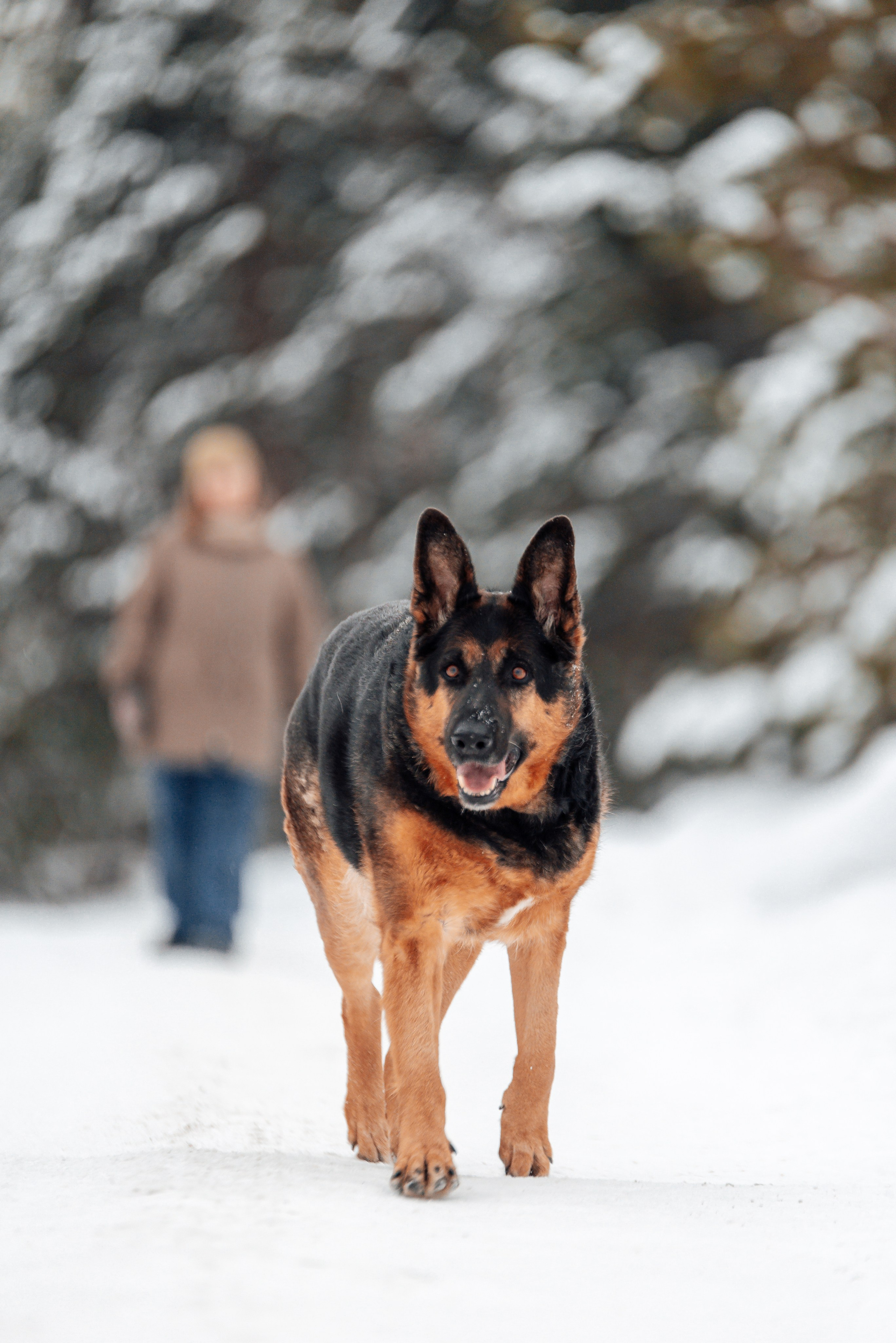 Светлана, Альфа и кошки ✨. Фотограф-анималист Анастасия Парфенова|Екатеринбург