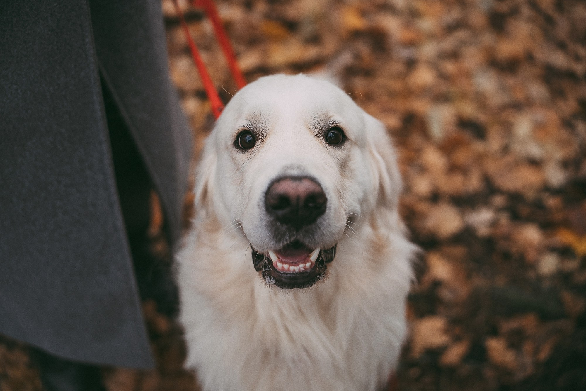 Лена и Мерлин. Фотограф анималист в Москве и Санкт-Петербурге Свиридова Анна