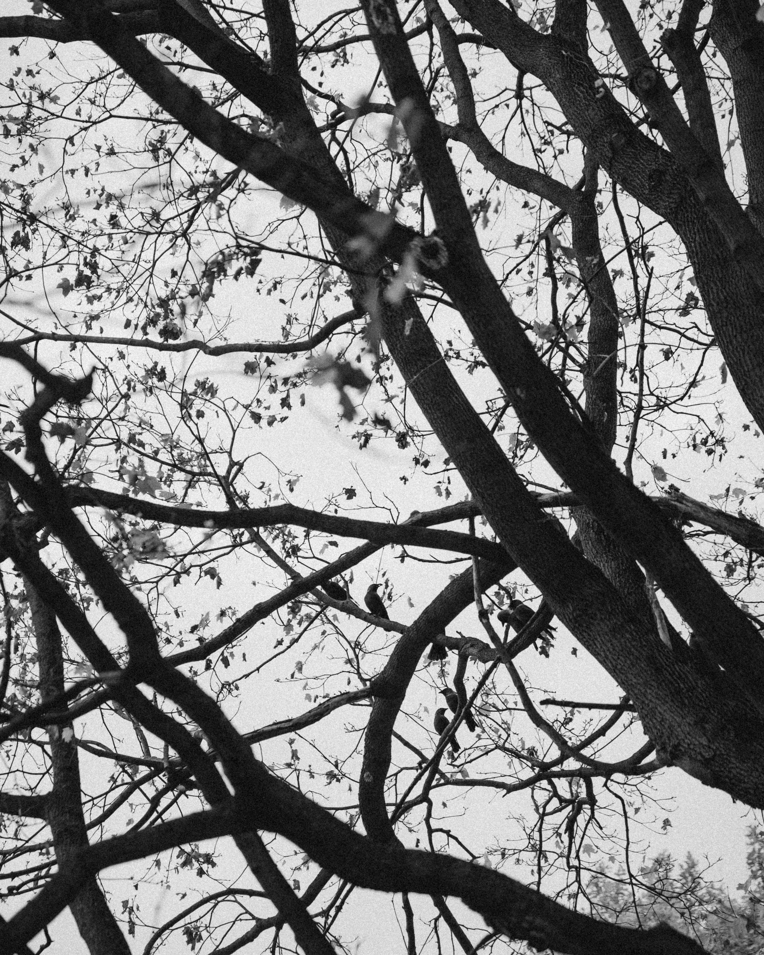 Галки, ветки и любовь. Фотограф Москва Селюкова Юлия