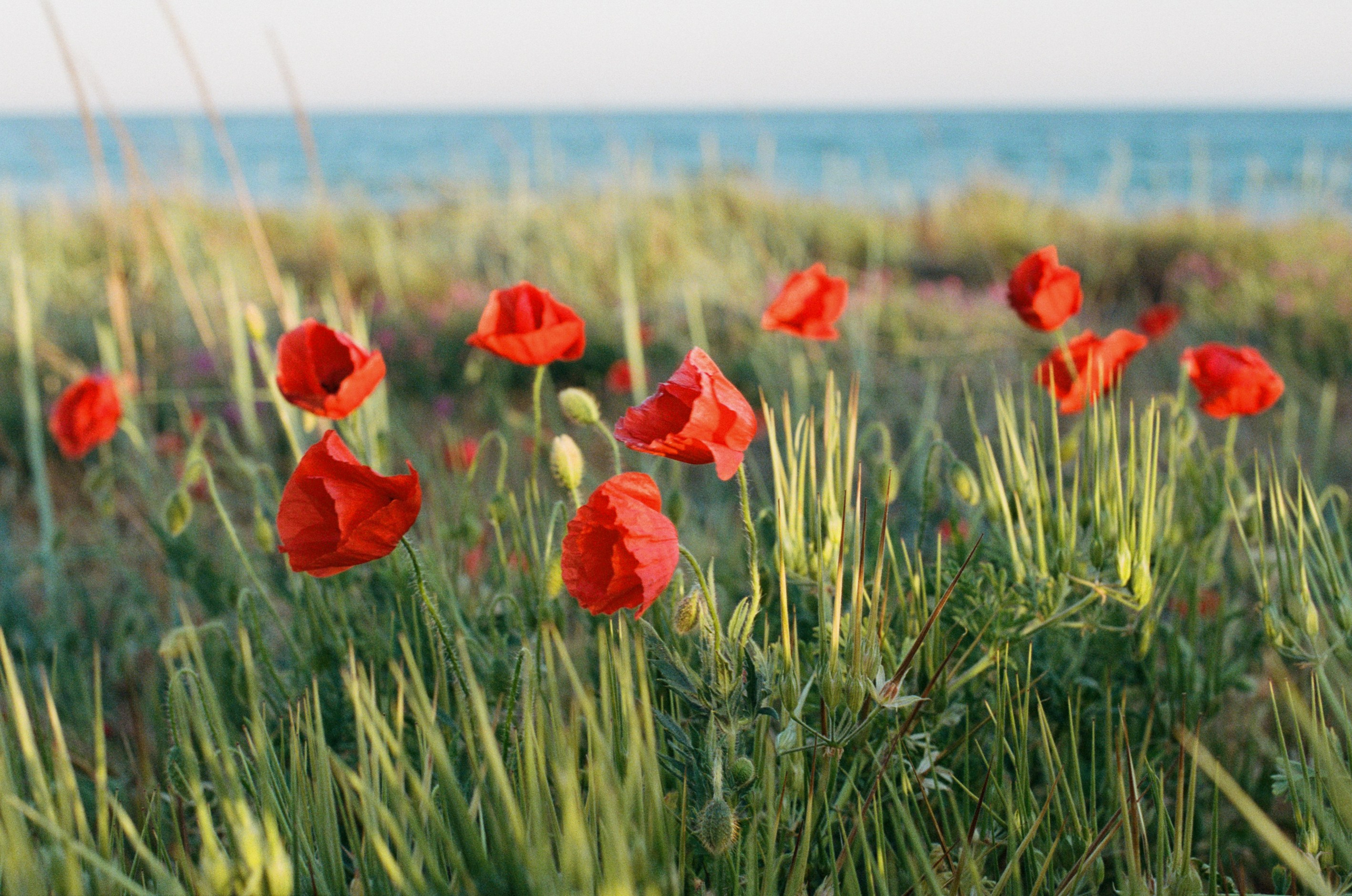 Champagne supernova // ukraine, crimea. EVER EXPOSED