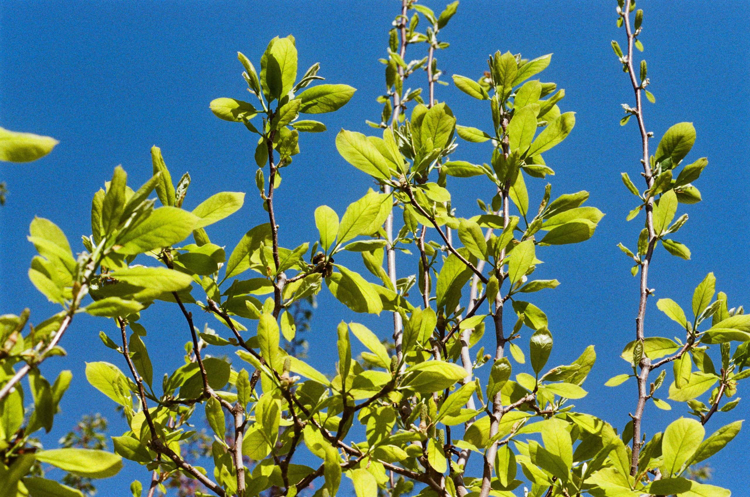 Sakura blues // ukraine, crimea IV. EVER EXPOSED