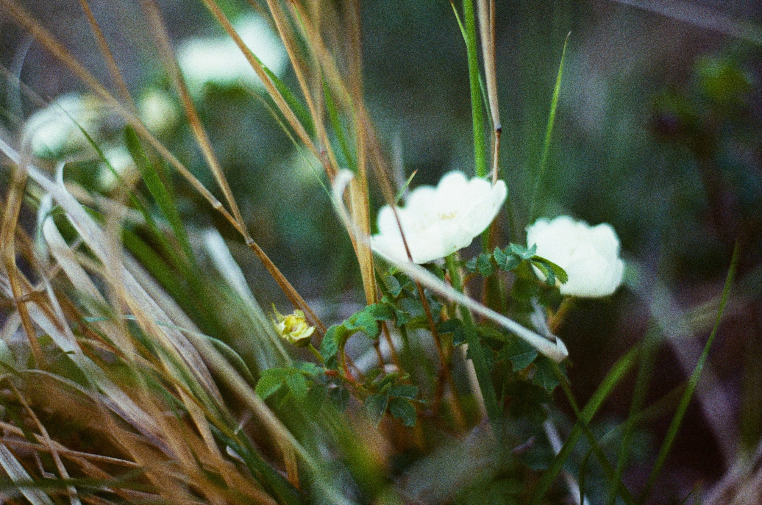 Silver strings // ukraine, crimea VI. EVER EXPOSED